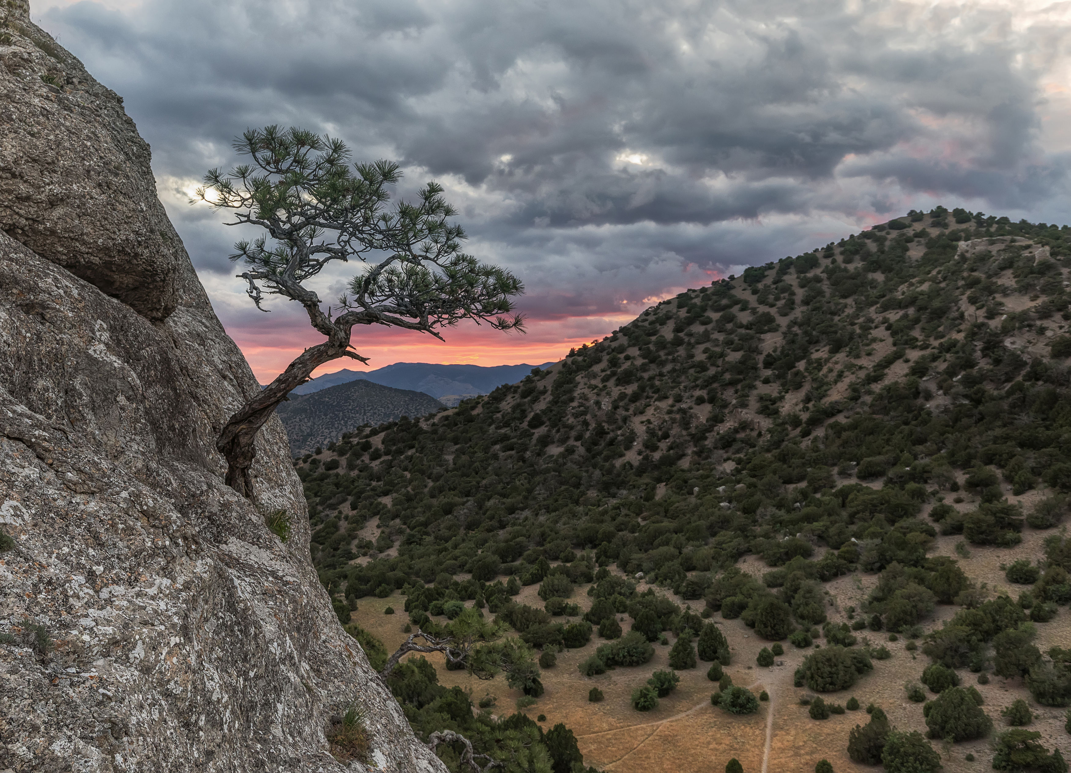крым, закат, сосна, Татьяна Феденкова
