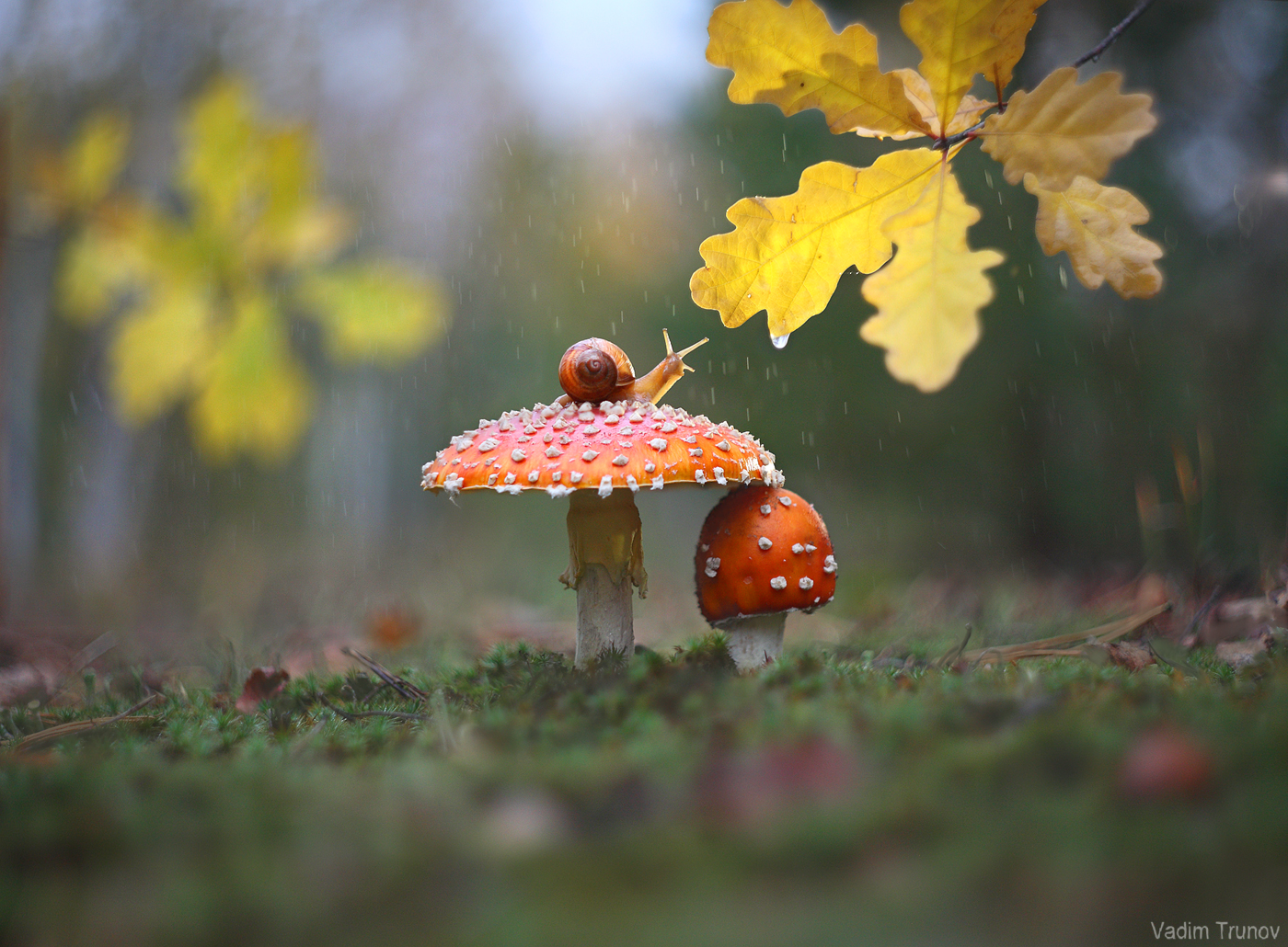 улитка, гриб, Вадим Трунов