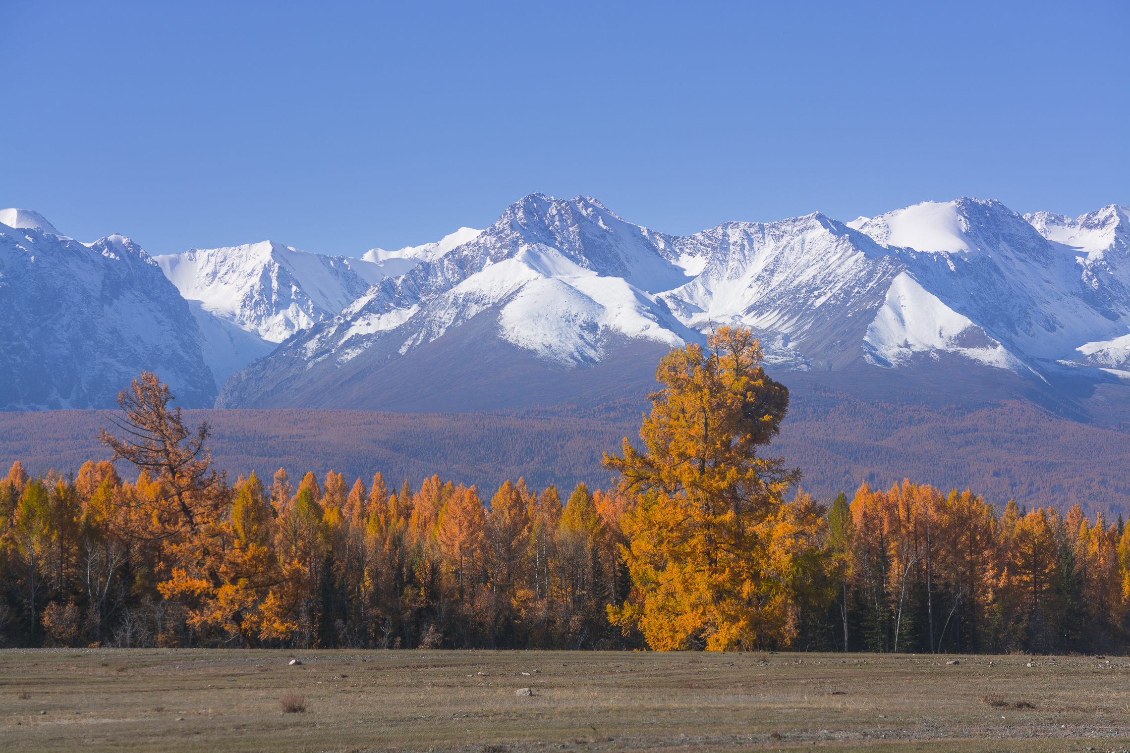 россия, горный алтай, лиственницы, горы, осень, Андрей Поляков
