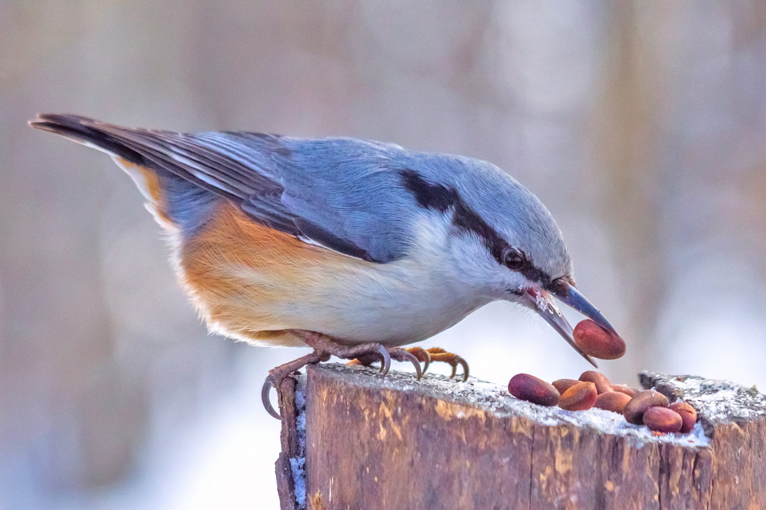 , Алексеев Сергей