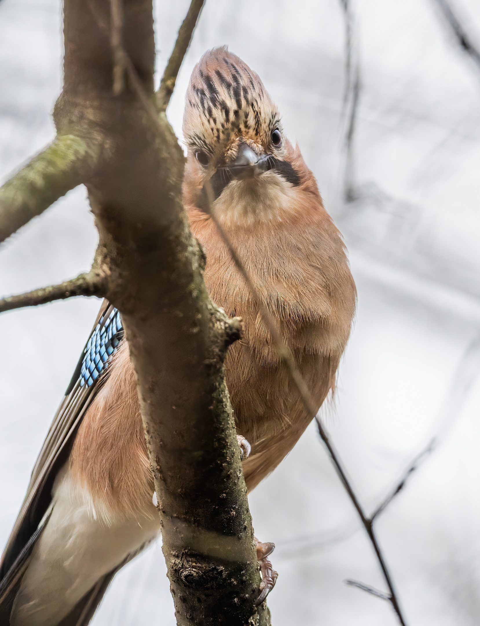 , Дем Константин