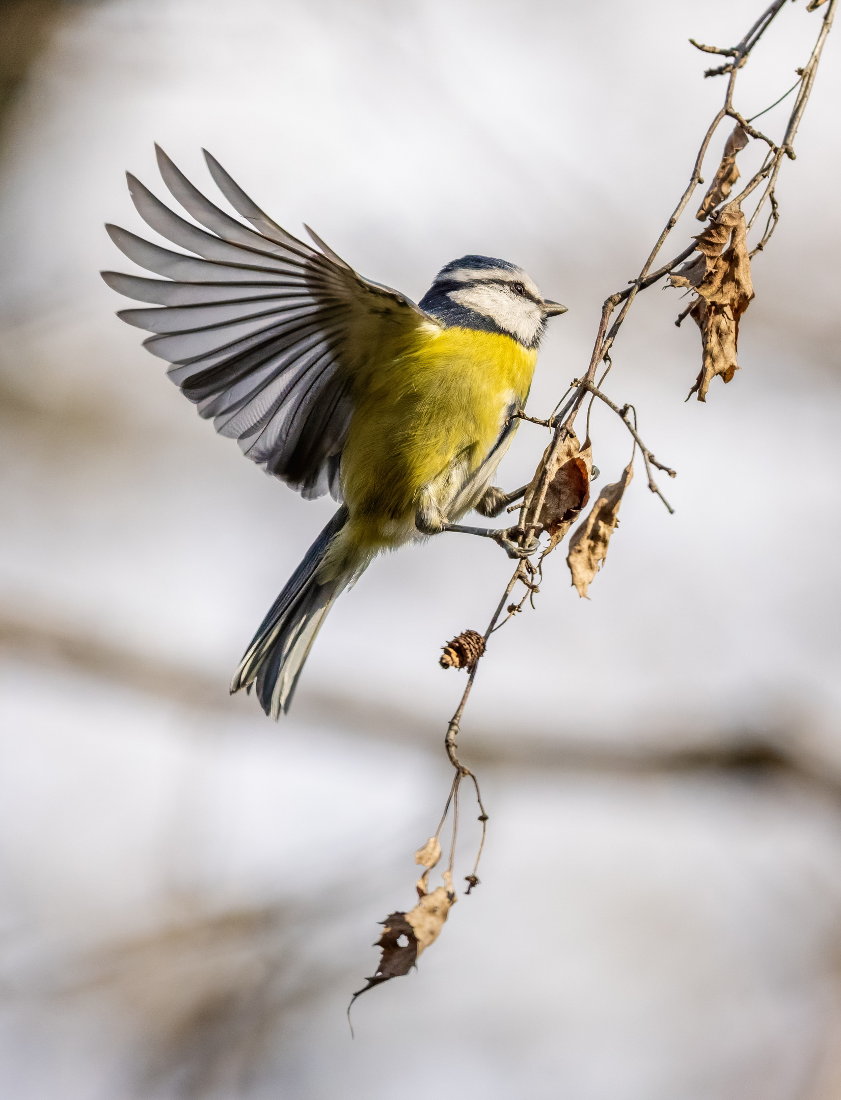 , Дем Константин