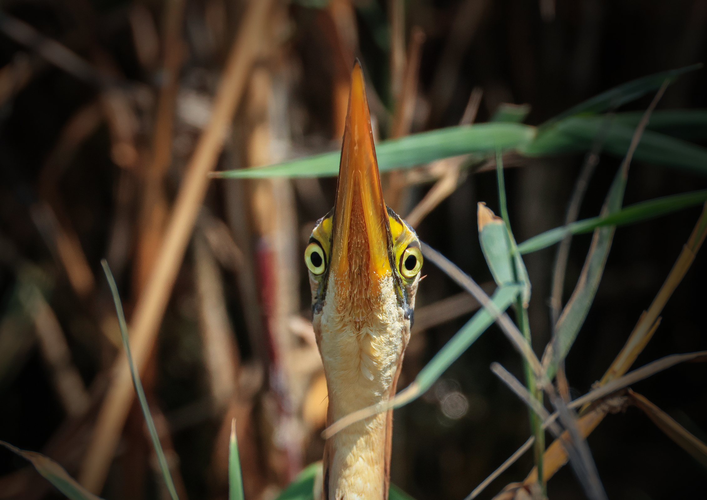 цапля,розовая цапля,, Magov Marat