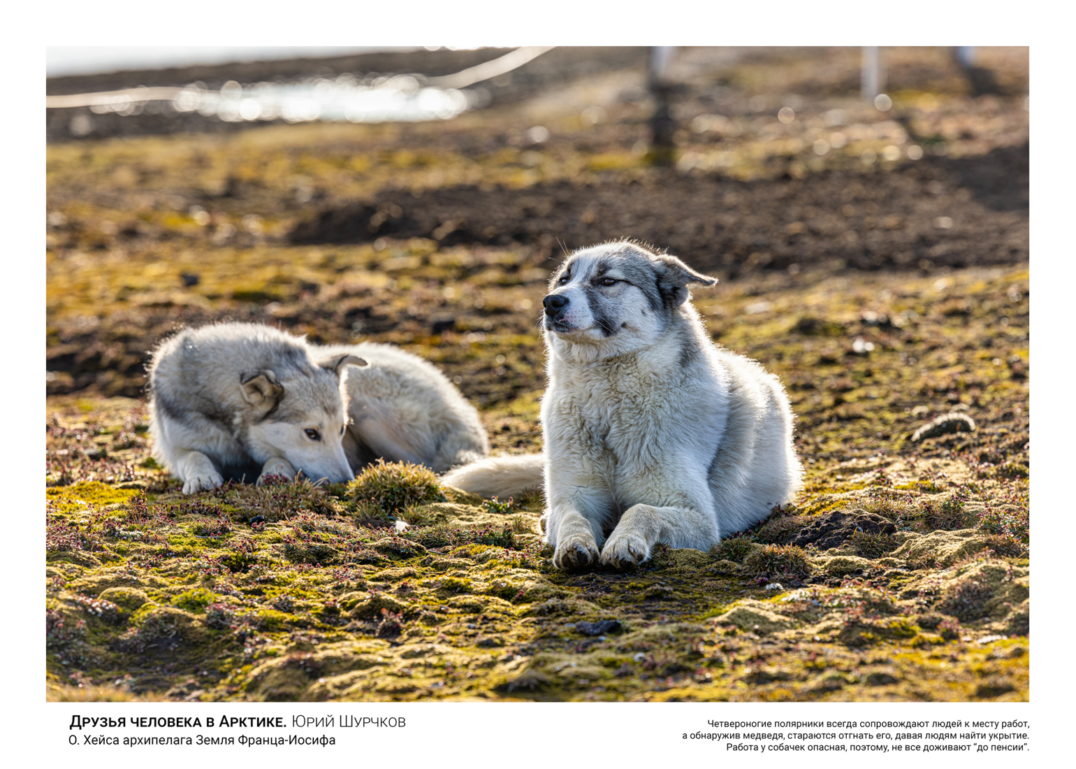 , Шурчков Юрий