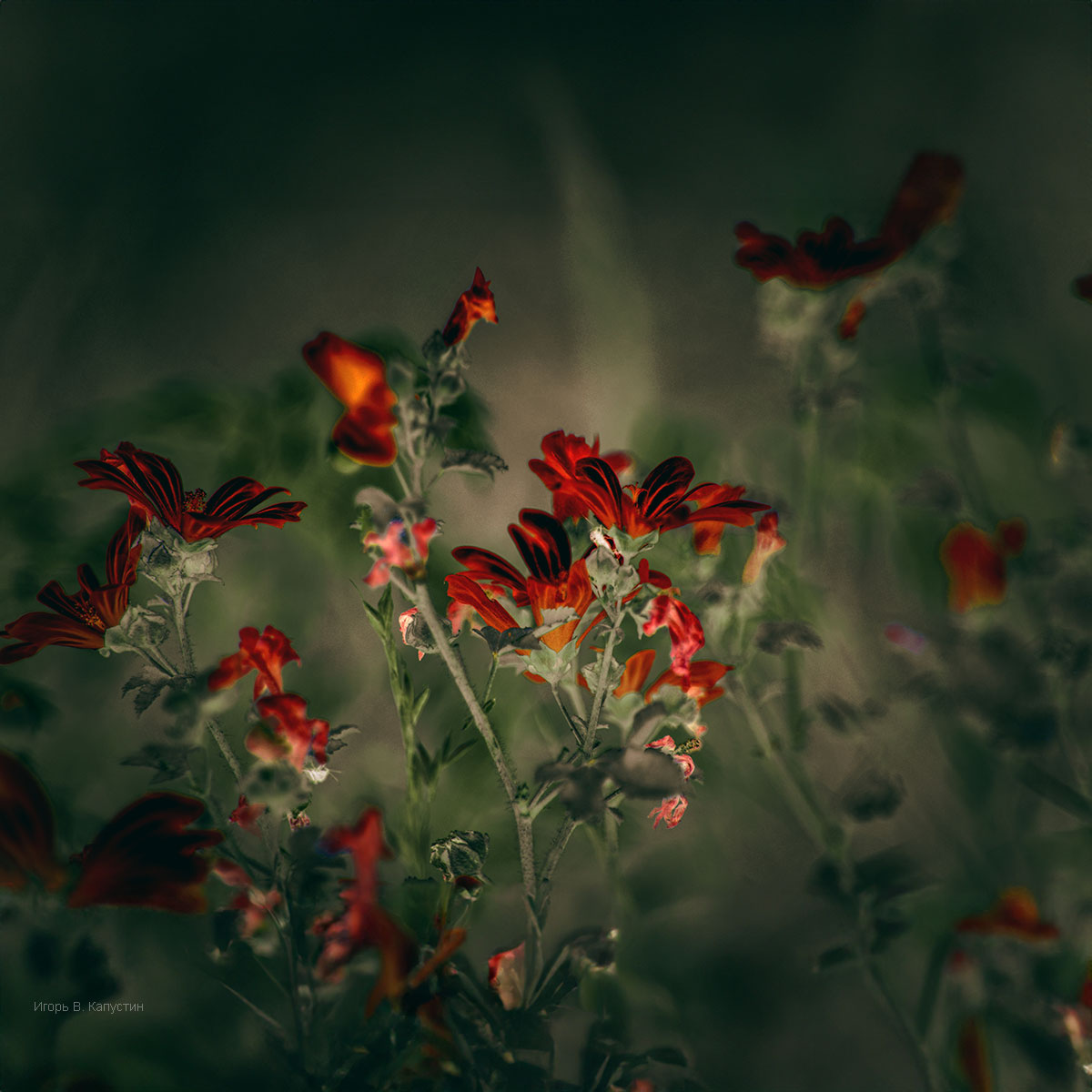 , Капустин Игорь