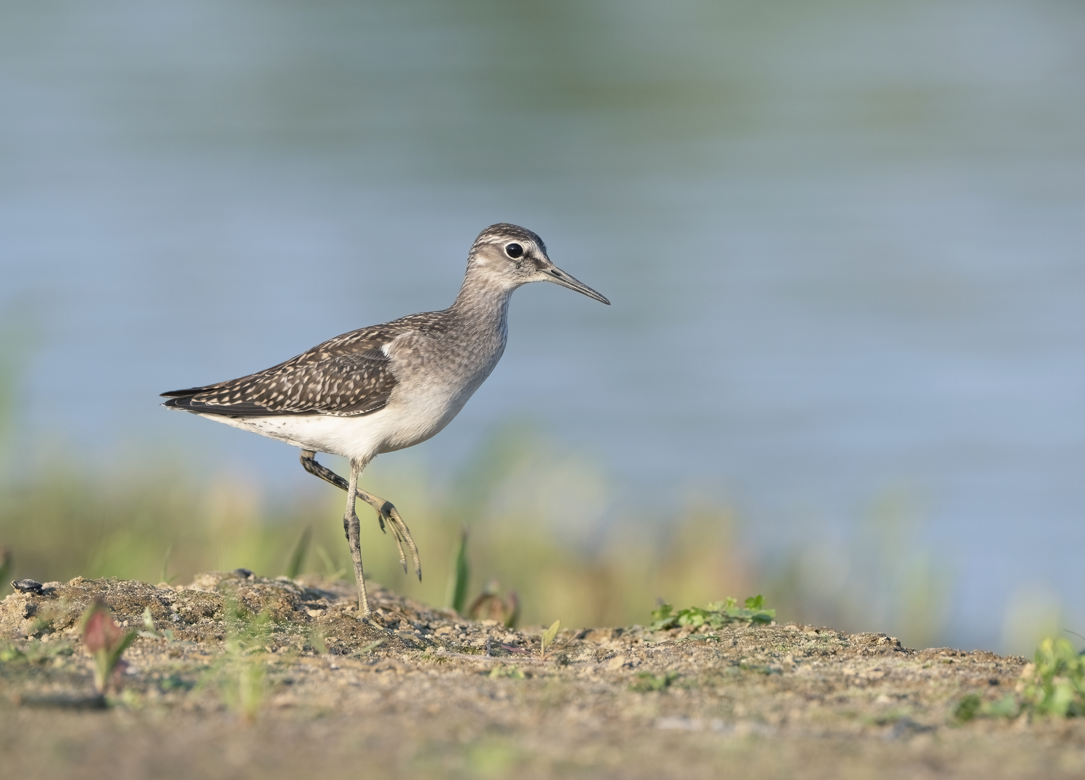 птицы,природа, лето, Андрей Киселёв