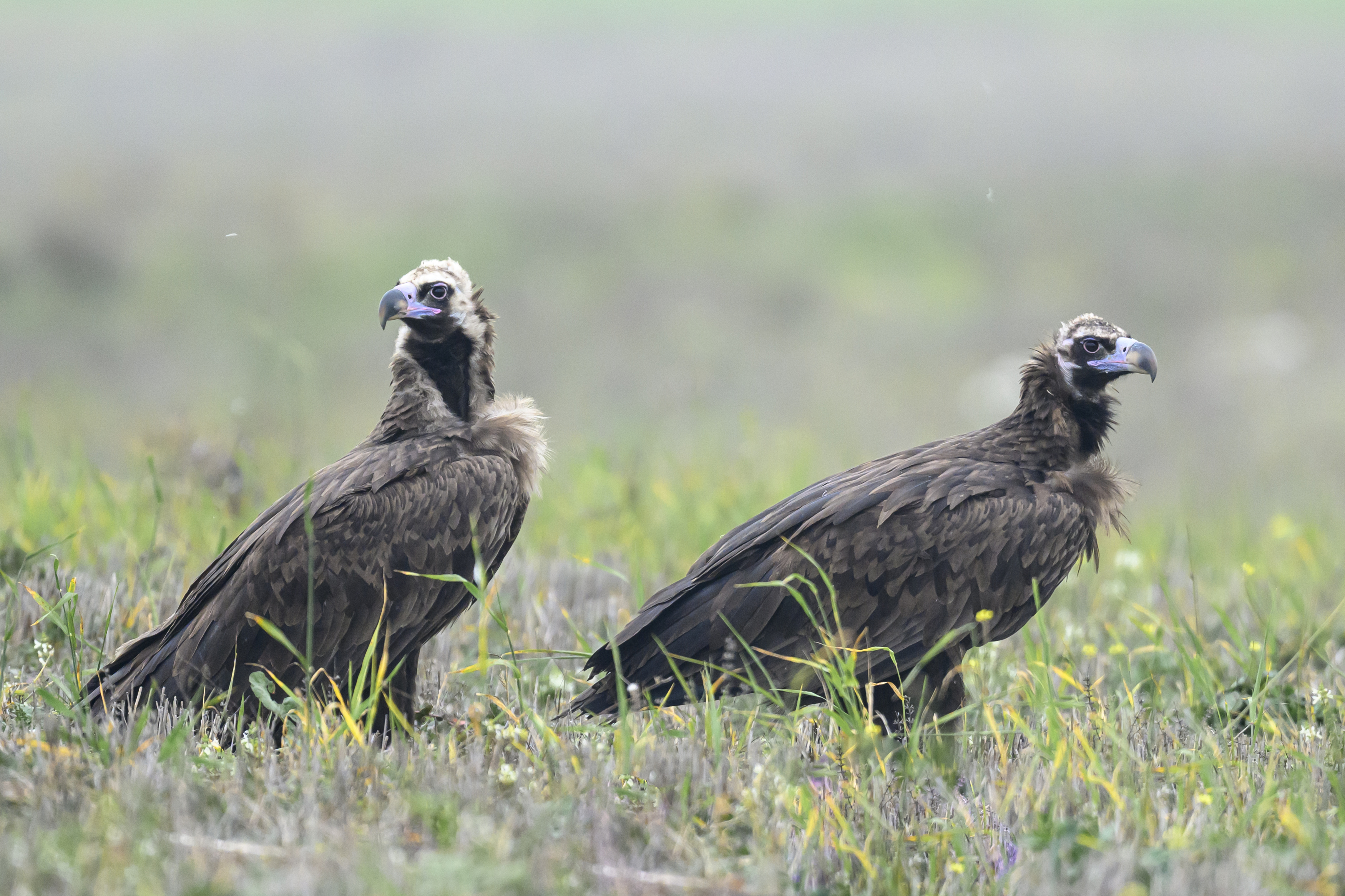 , Пупонин Сергей
