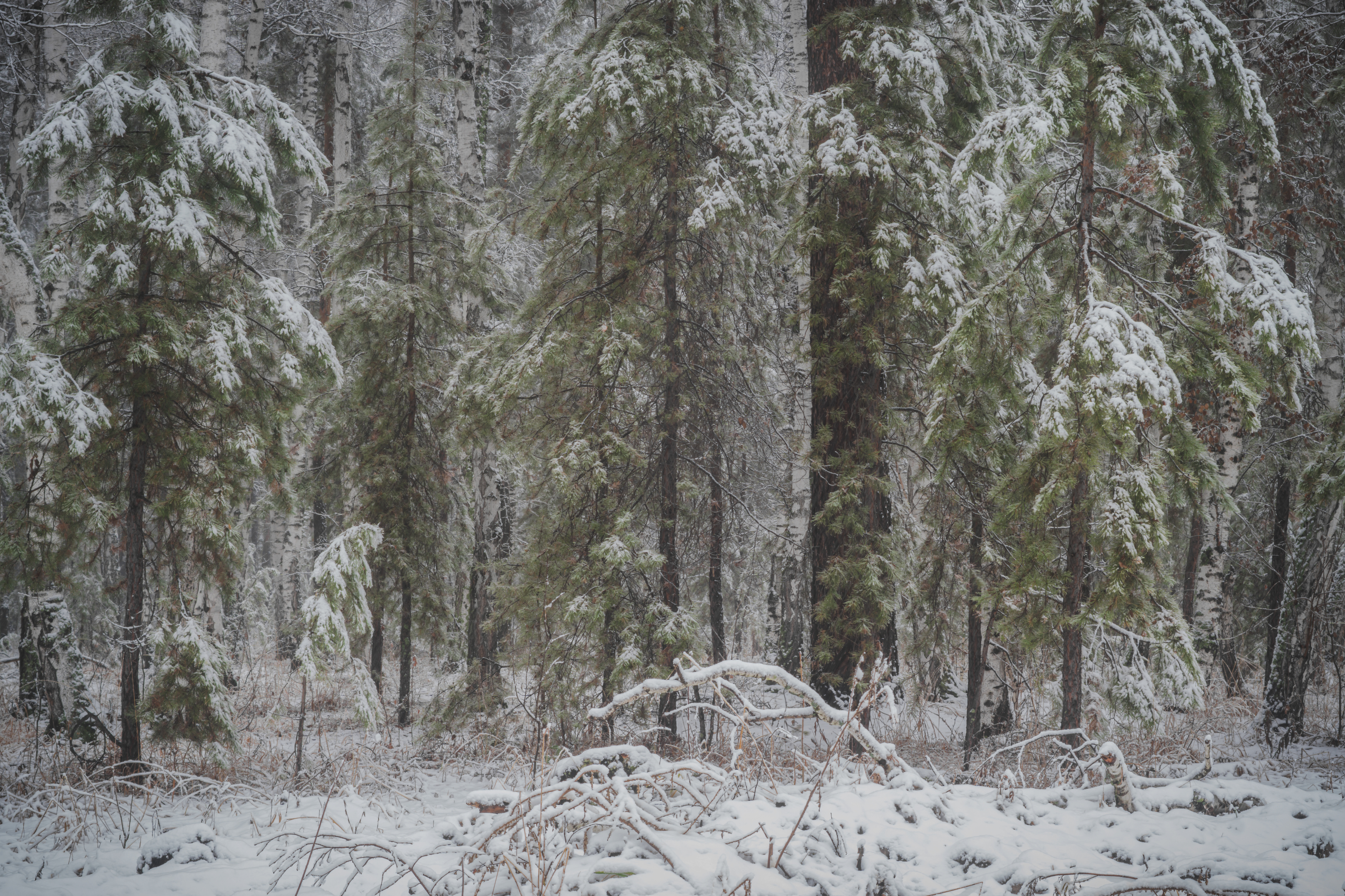 , Толстоноженко Илья