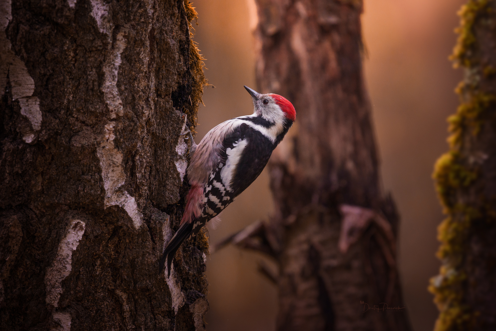 природа, лес, поля, огороды, животные, птицы, макро, Дмитрий Посевич