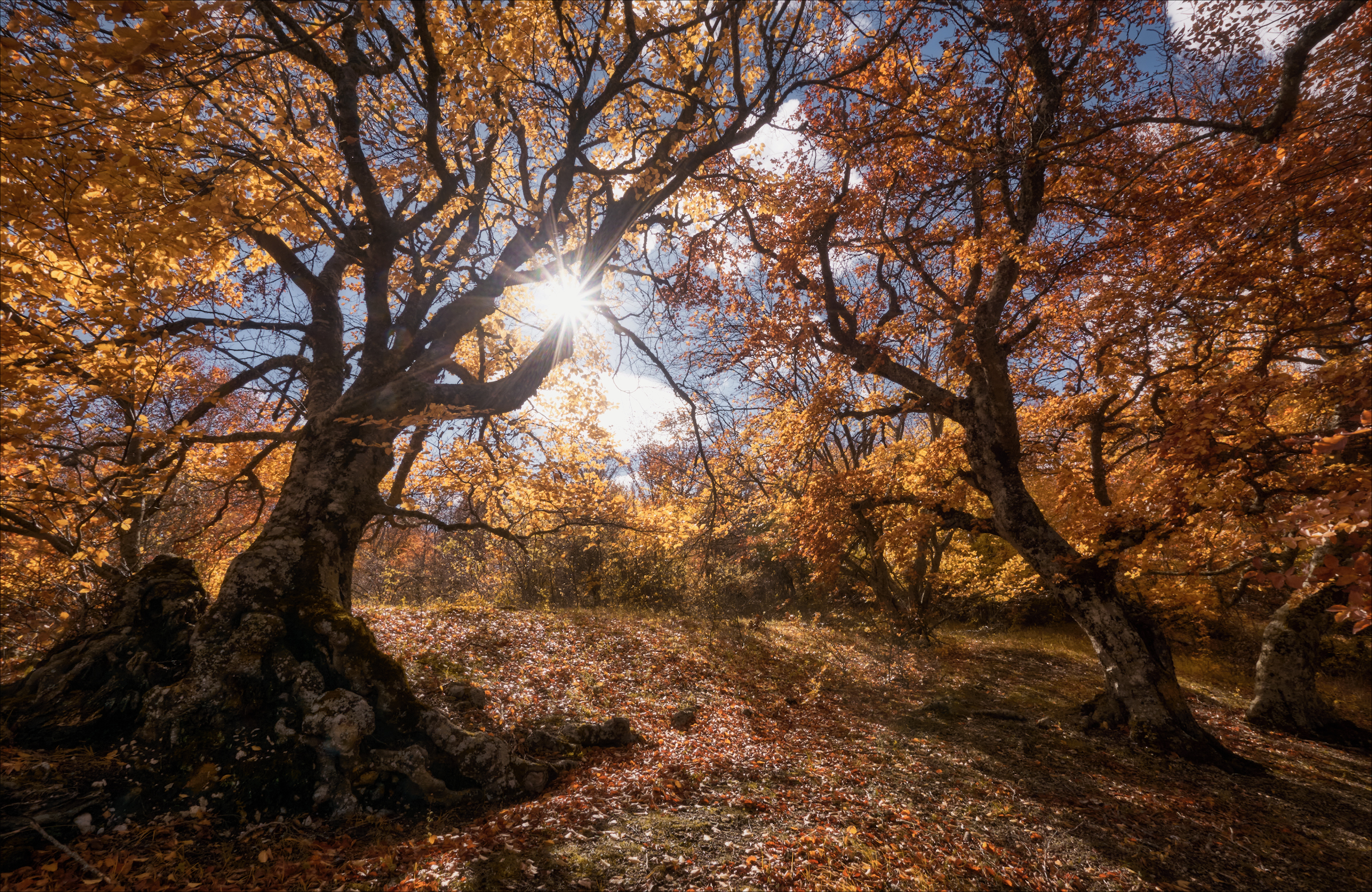 , Богорянов Алексей