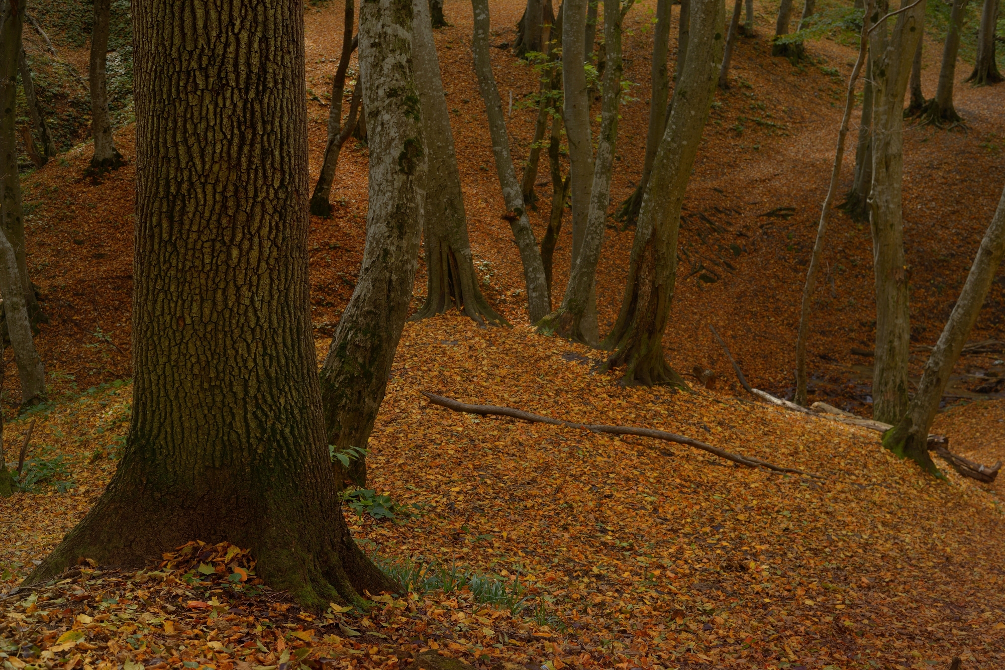 осень листва утро лес, Александр Жарников