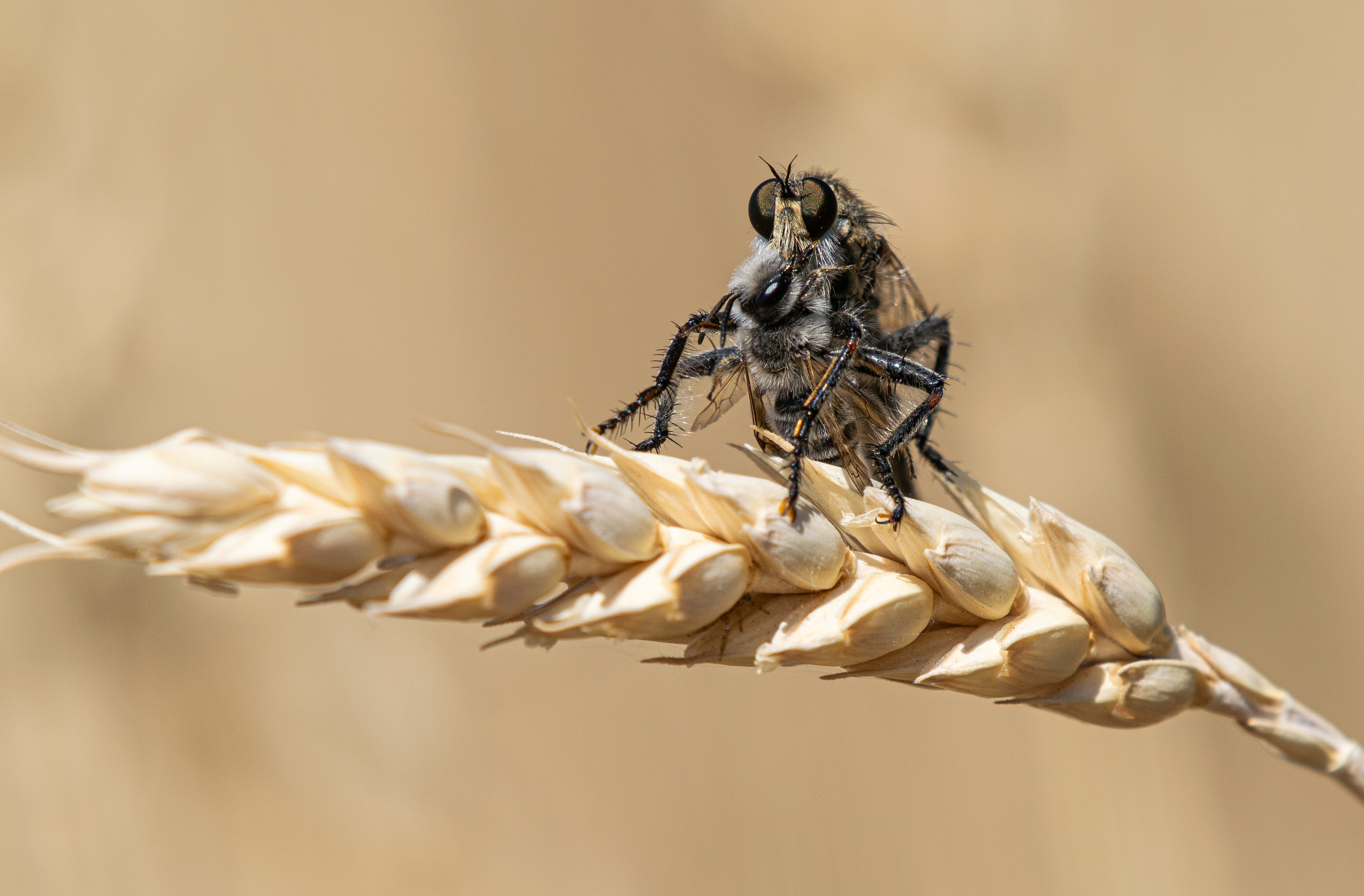 , Савельев Алексей