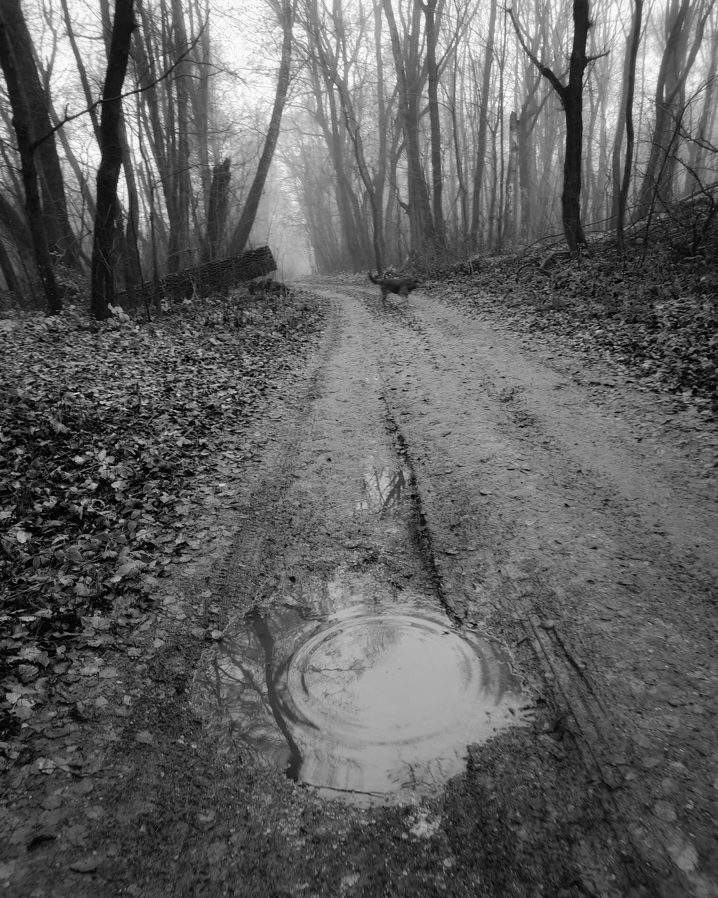 , Кондрашова Светлана