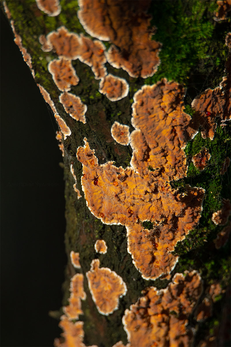 , Чудинин Дмитрий