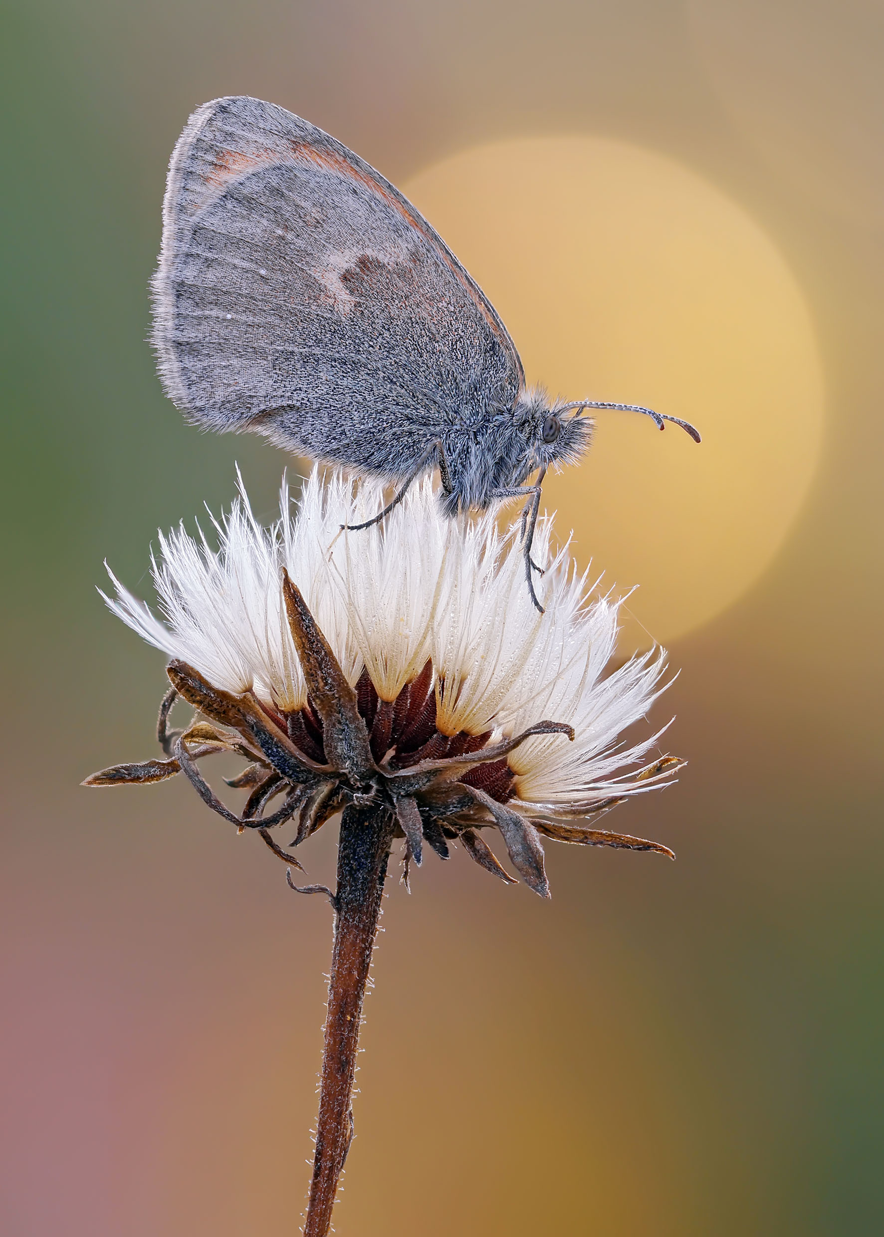 , Чепленко Алексей