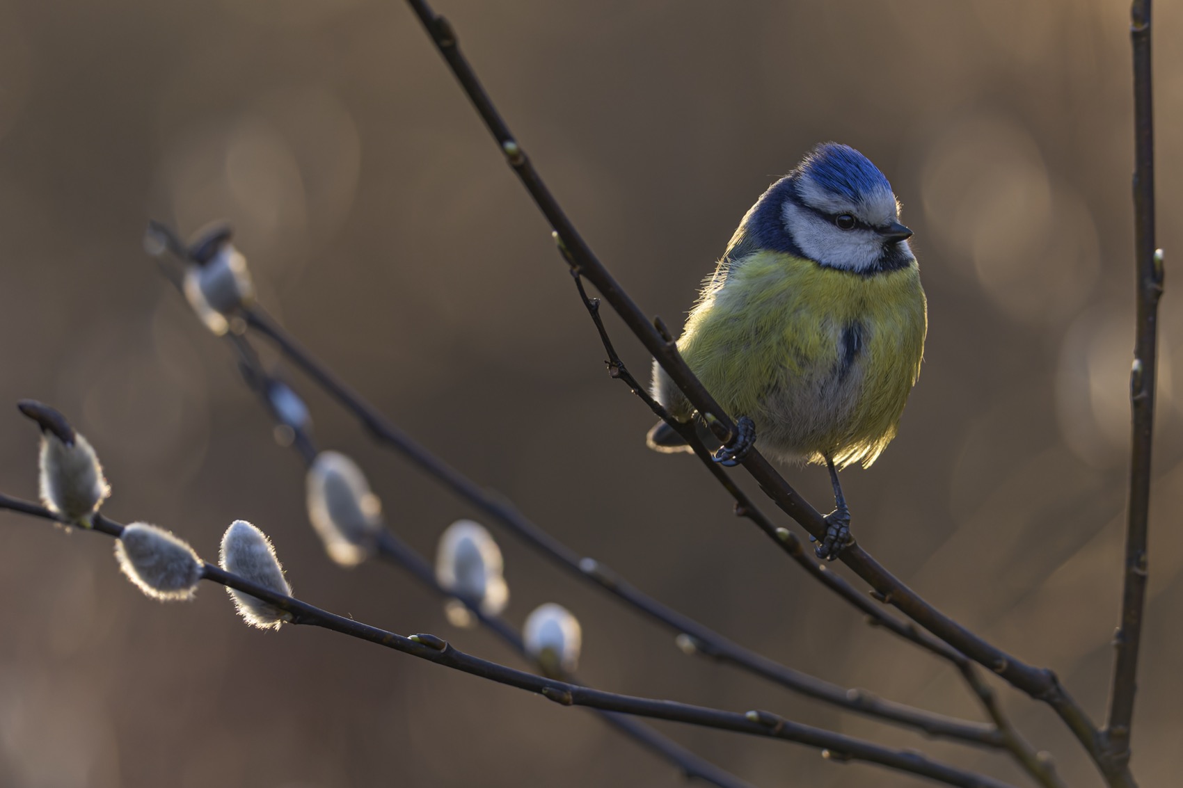 синица, лазоревка, птицы, верба, весна, Ruslan Pl