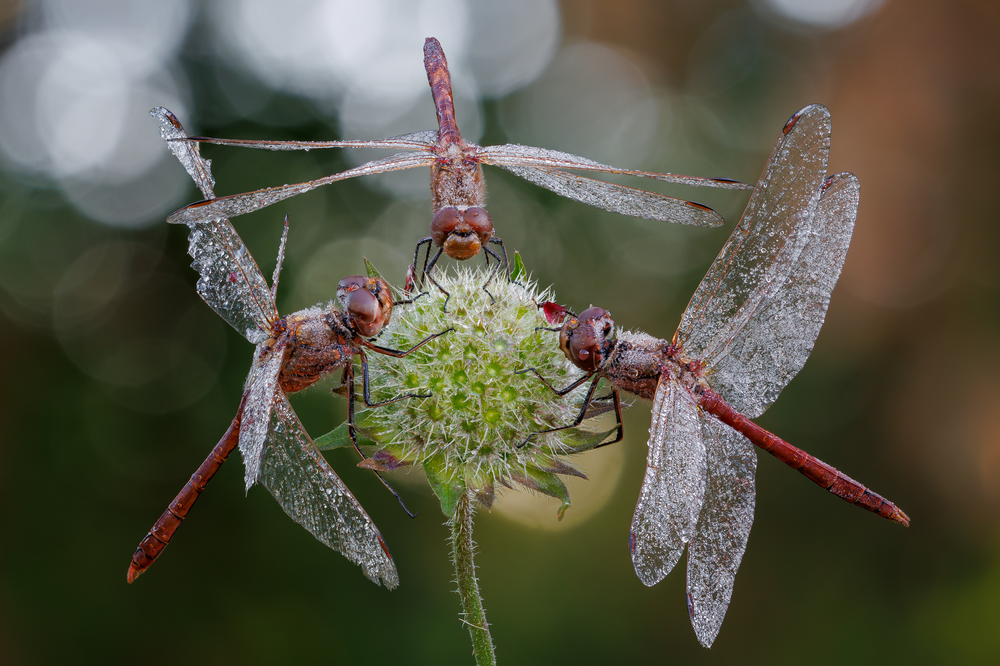 , Кузнецов Дмитрий