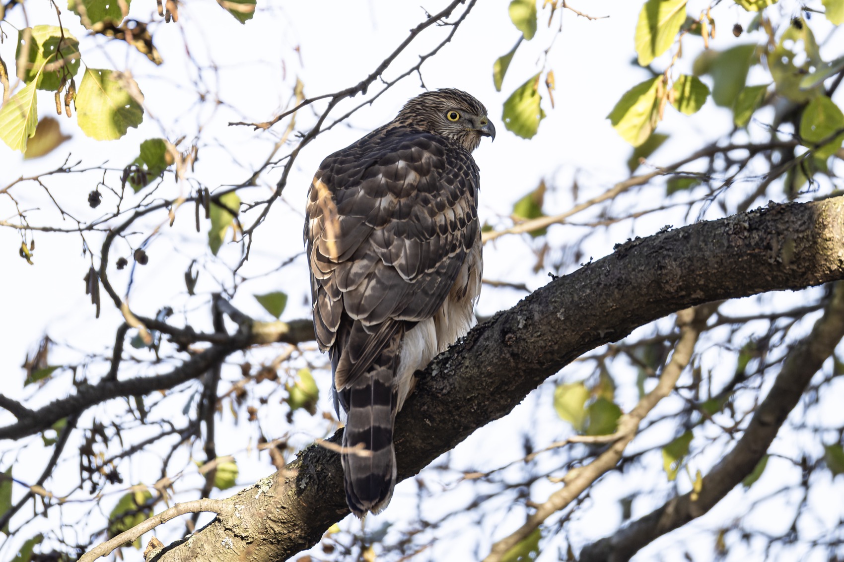 ястреб тетеревятник, ястреб, тетеревятник, птицы, ястреб-тетеревятник, хищники, хищная птица. hawk, birds, goshawk, Ruslan Pl