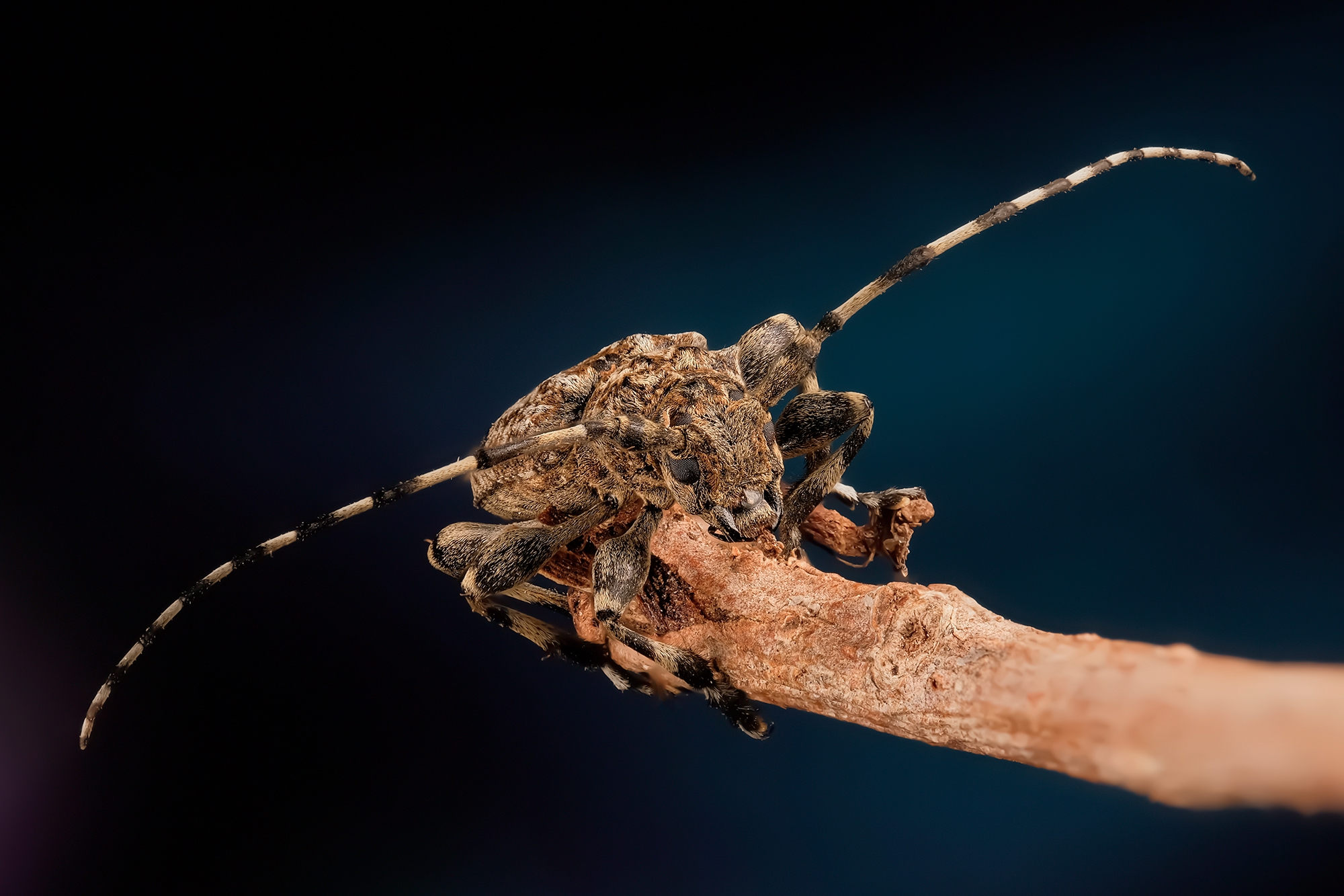 #макросъёмка #макромир #макрофото #макросъемканасекомых #макро_насекомые #мирнасекомых #насекомые #жуки #бабочки #энтомология #природа #фауна #красотаприроды #фото_насекомых #фотоприроды #природавокруг #увеличение #ультрамакро #интересныенасекомые #подпри, Васильев Роман