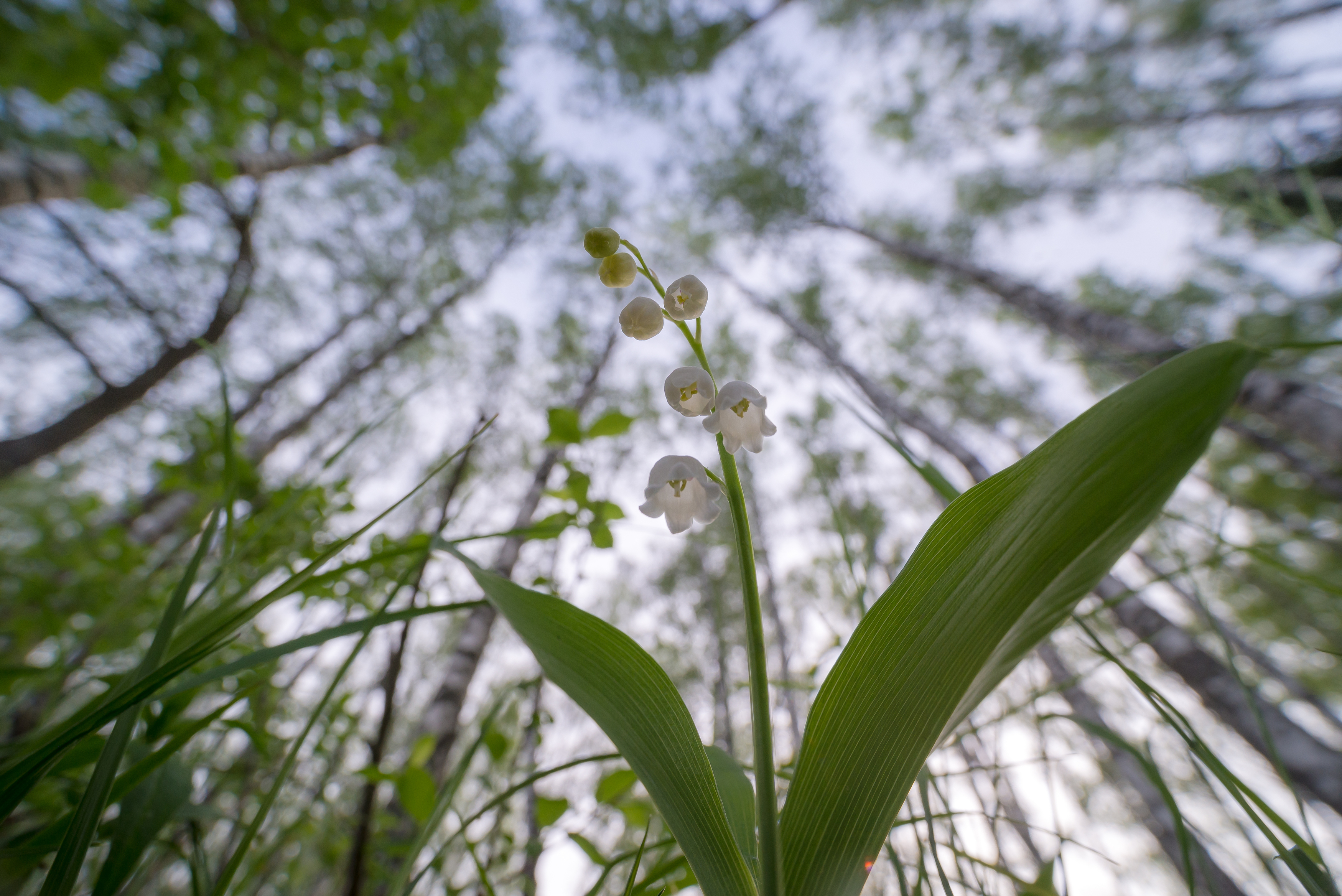 Ландыш, май, вид снизу, Соварцева Ксения