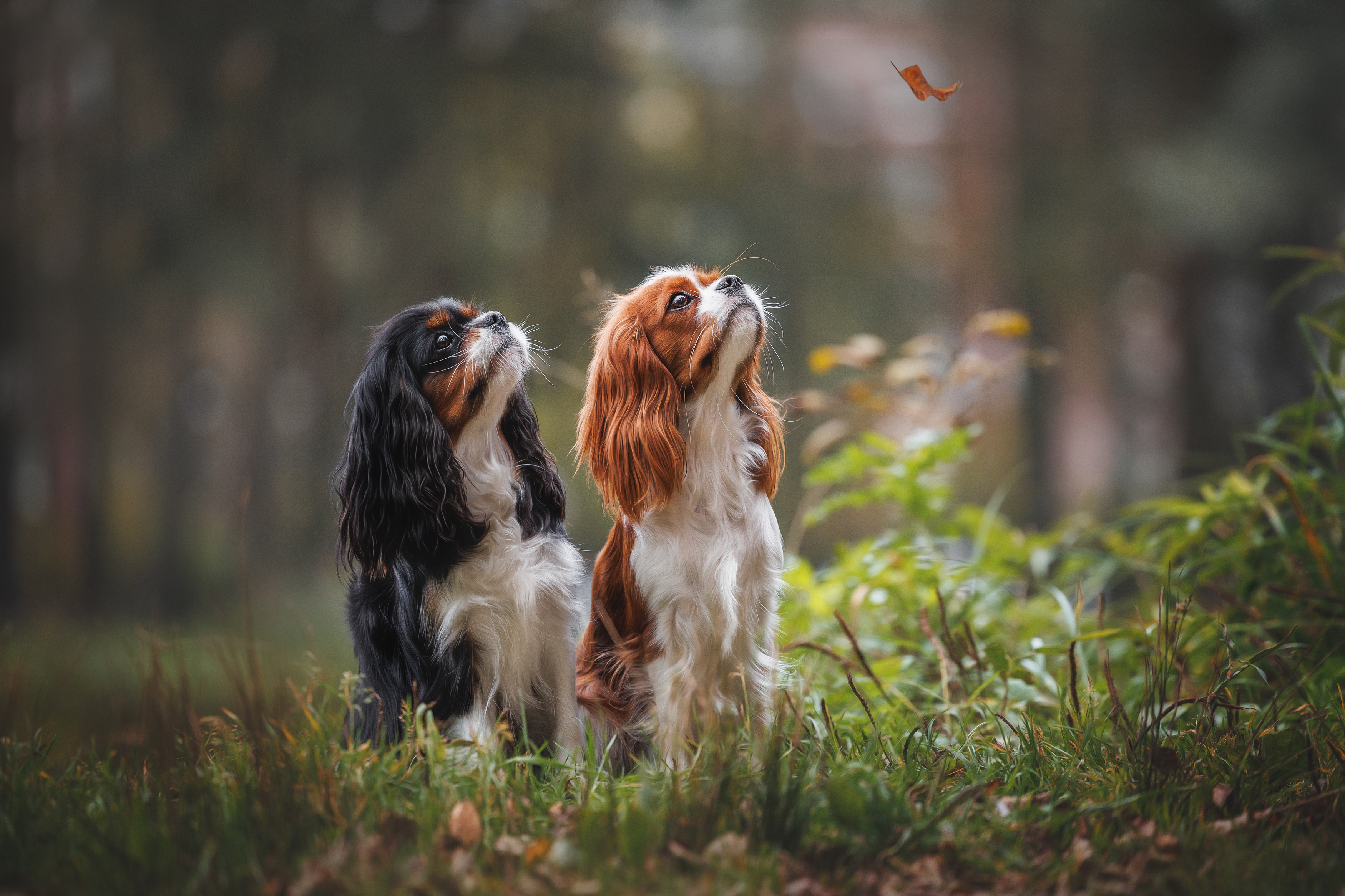 , Яна Нарбутович