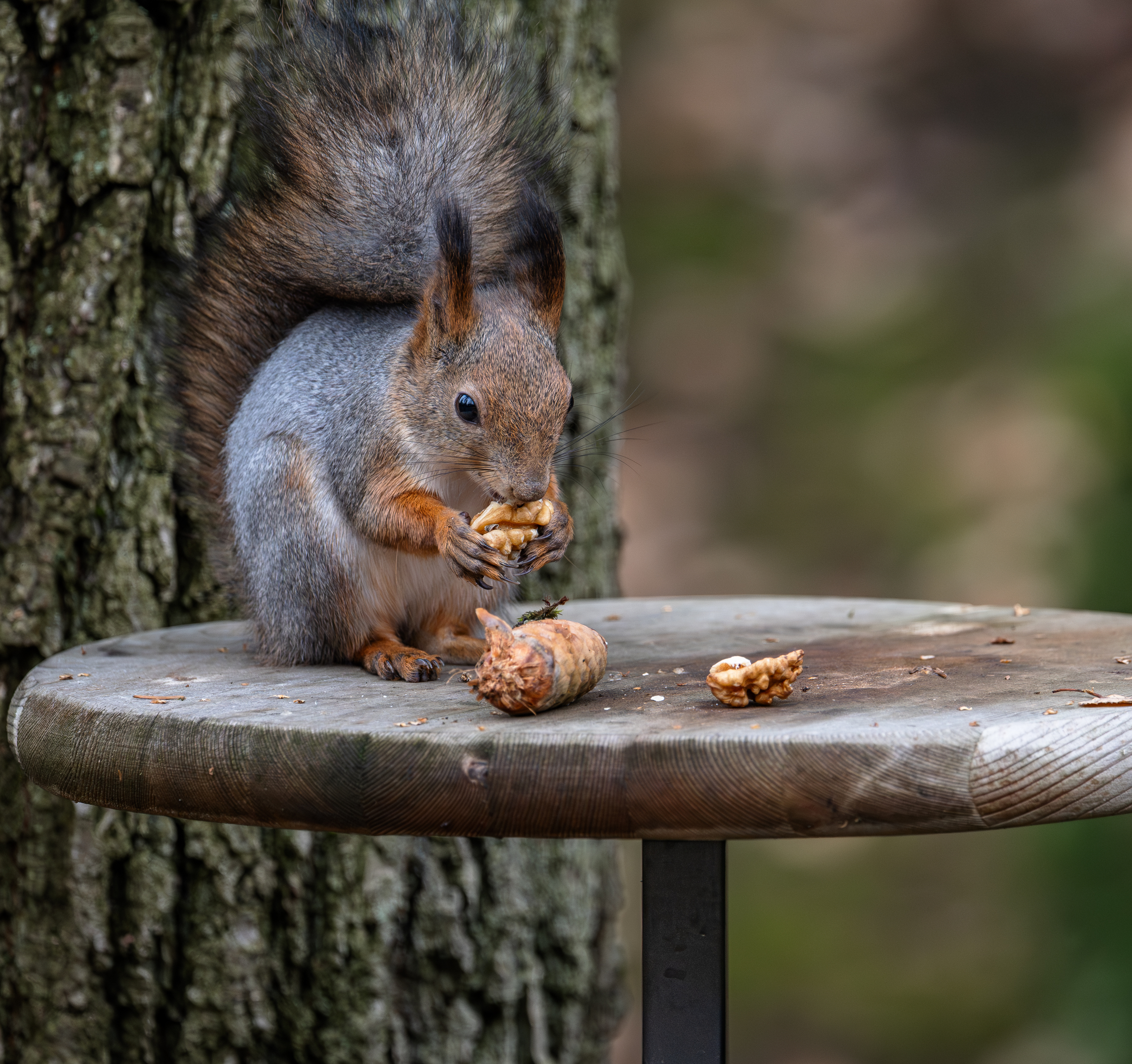 , Курлянцев Алексей