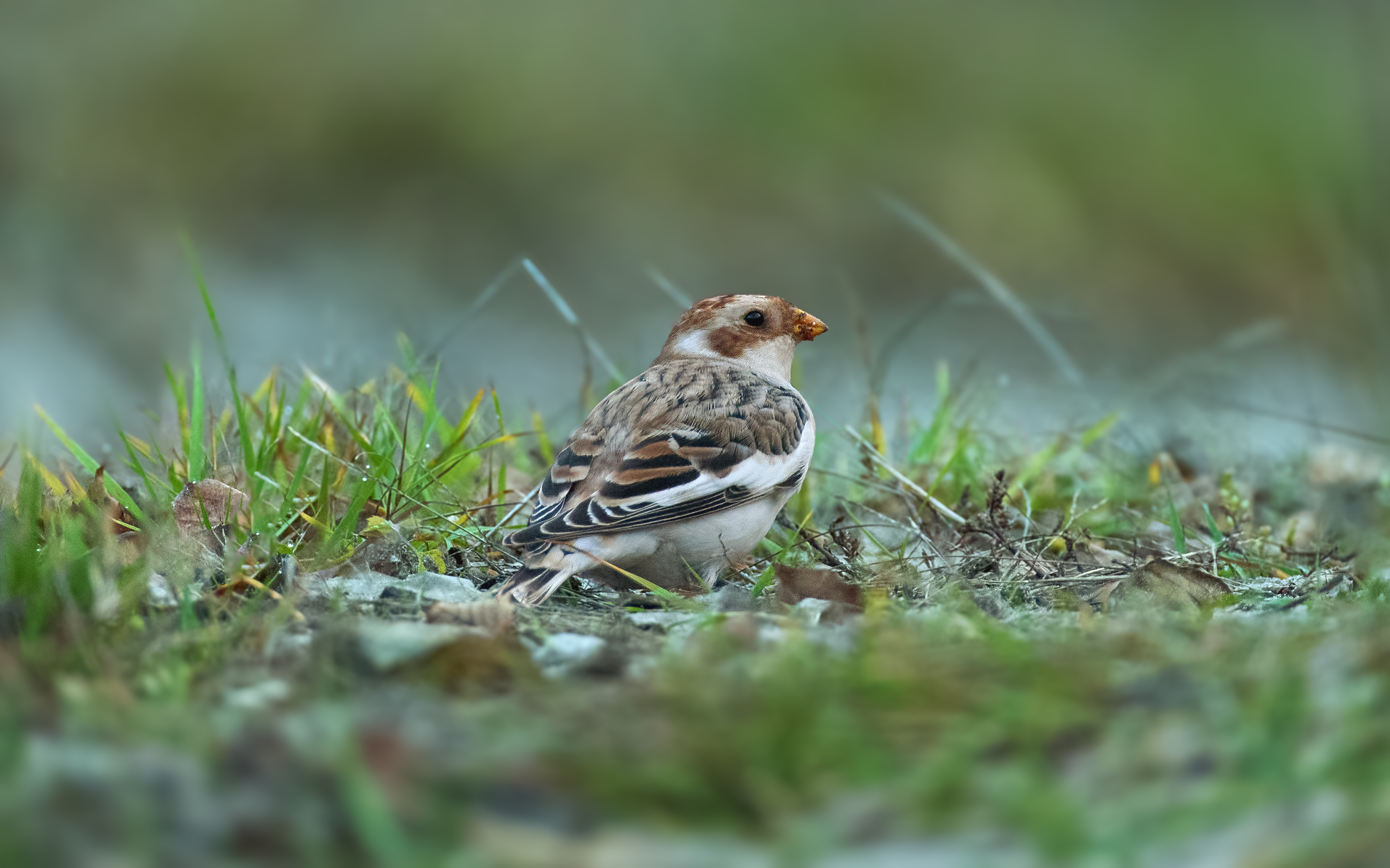 пуночка, snow bunting, Plectrophenax nivalis, птица, дикая природа, bird, wild bird, птицы России, birdwatching, nature, wildlife photography, close-up bird, Полина Шальнева