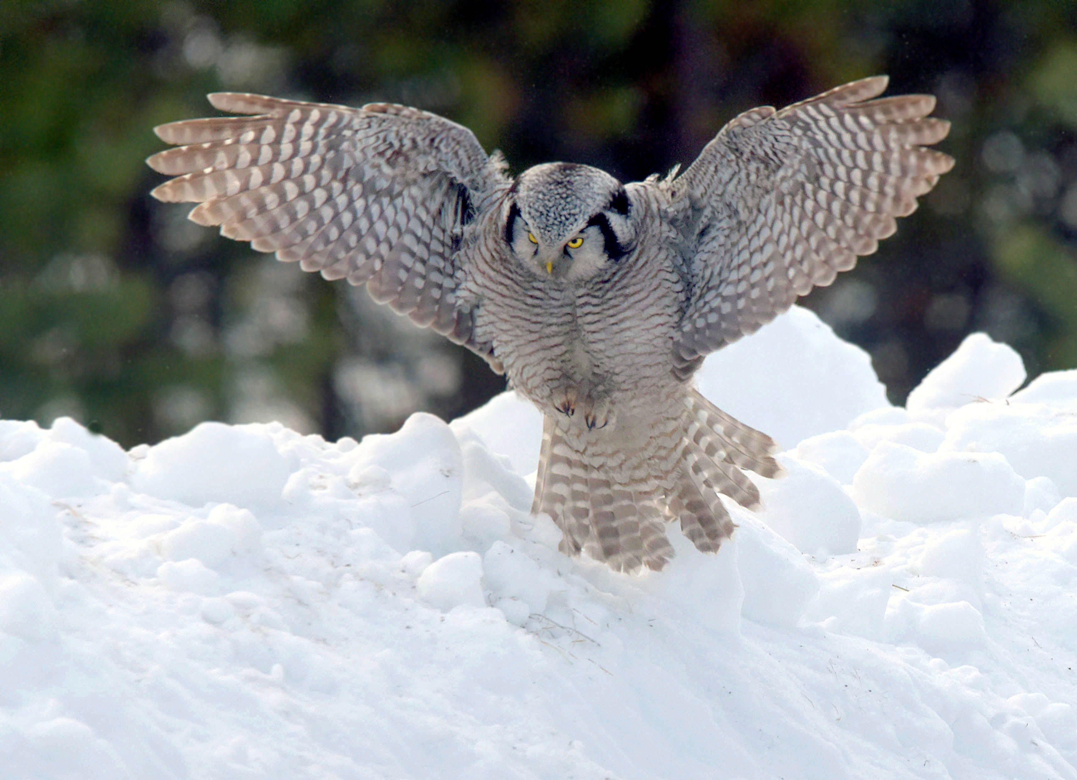 , Белоусов Михаил
