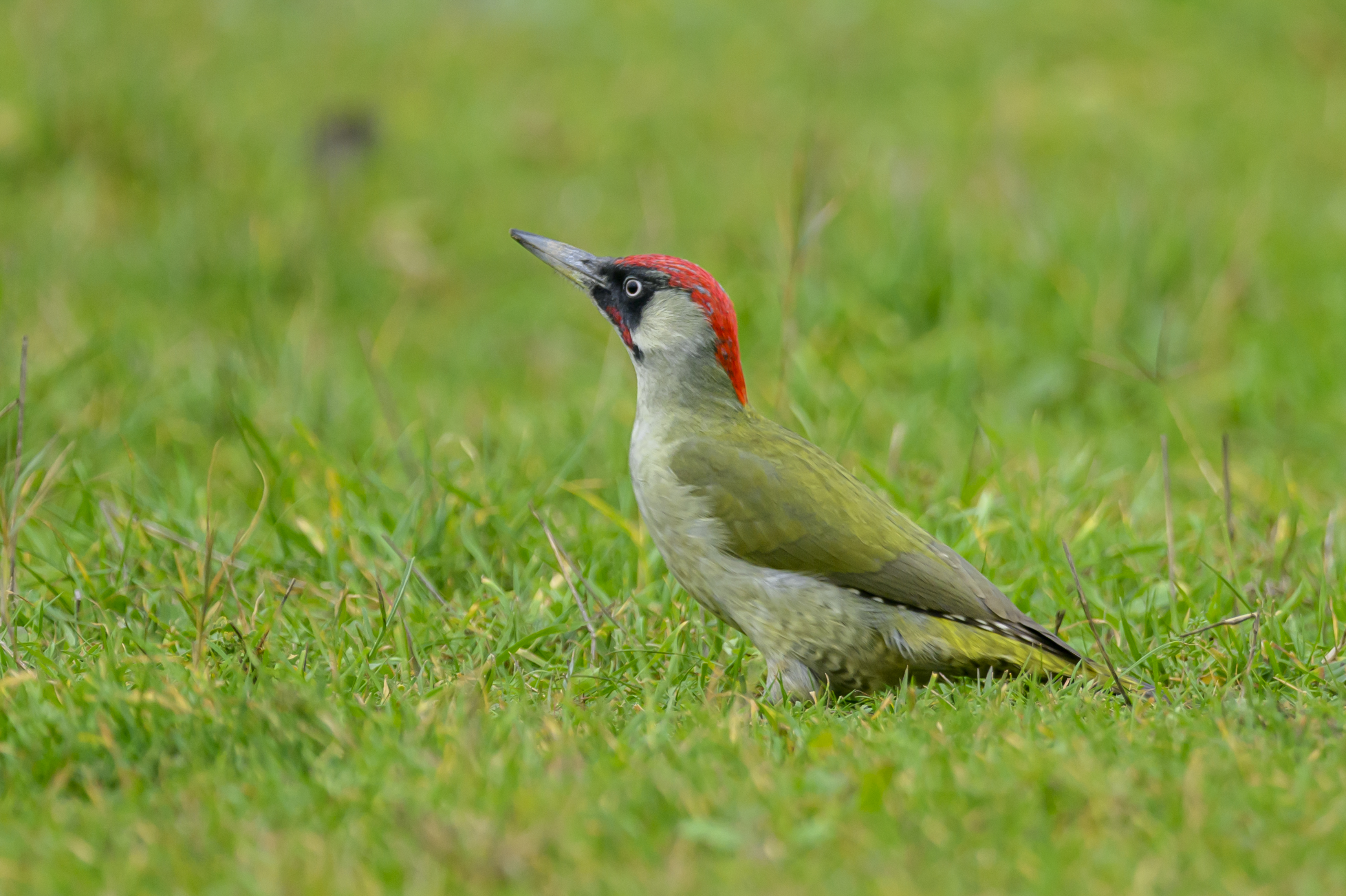 , Пупонин Сергей