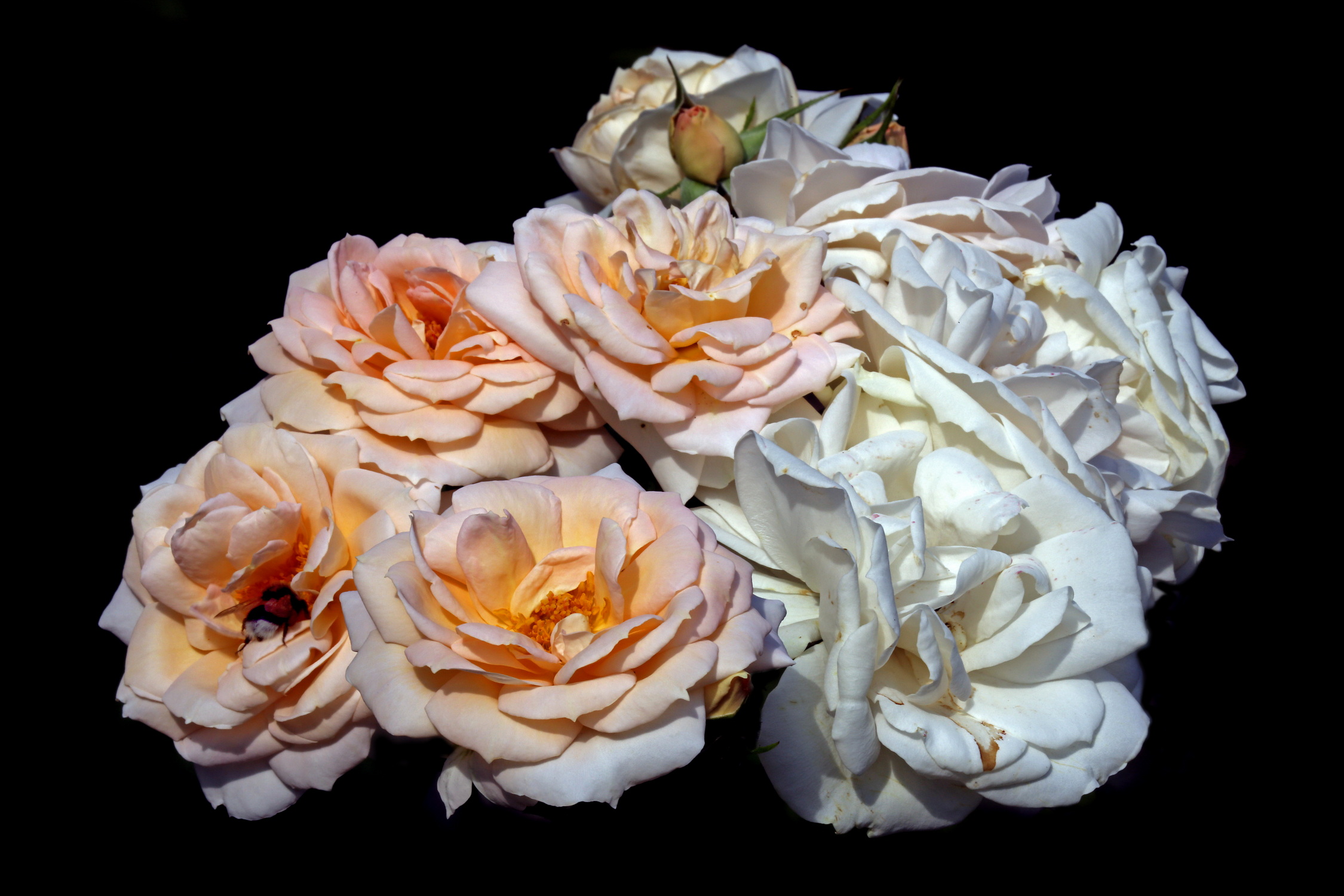 , Бибичков Михаил