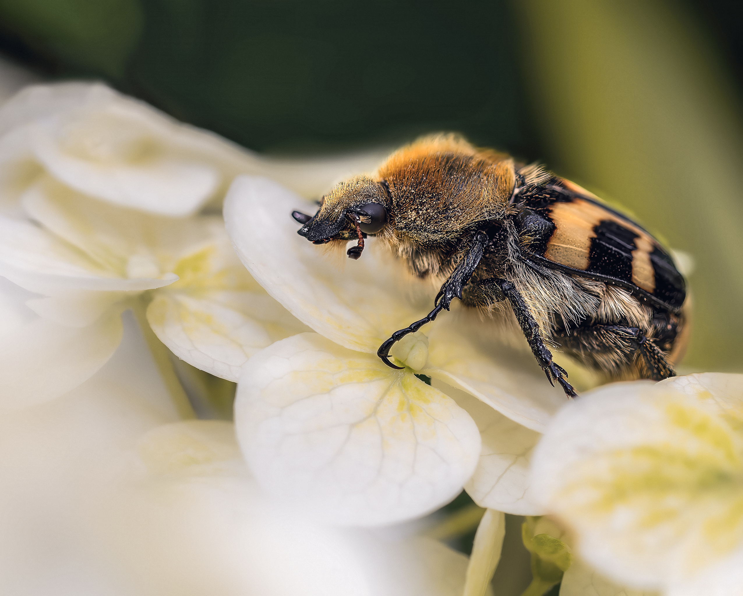 Насекомые жук лето макро, Ворожцова Марина