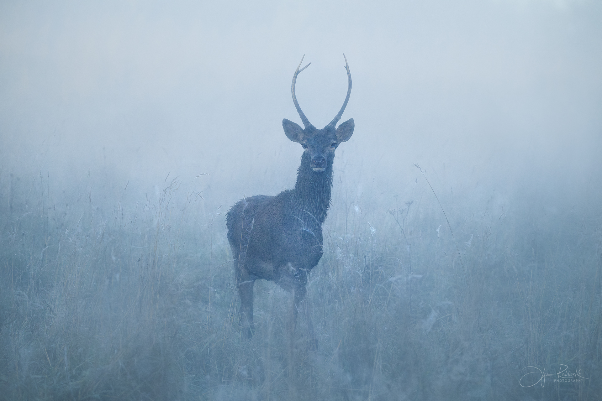 олень, беларусь, гон, deer, rut, осенний гон, красный бор, спичак,олени, осень, рассвет, red deer, туман, беларусь, красный бор, ворон, Рудченко Ольга