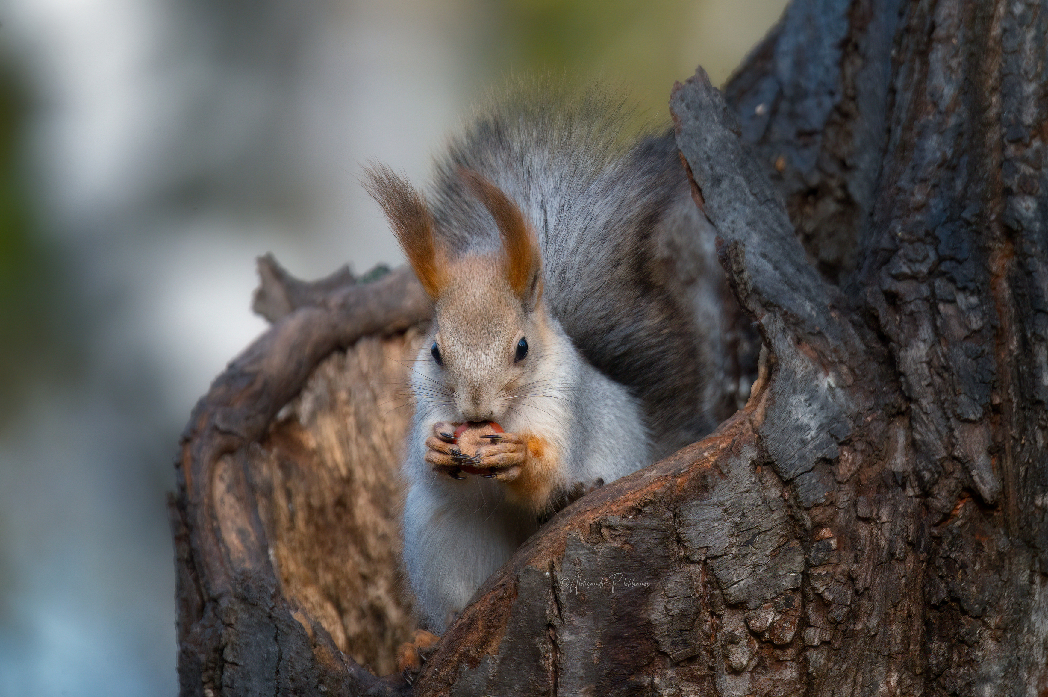 , Плеханов Александр