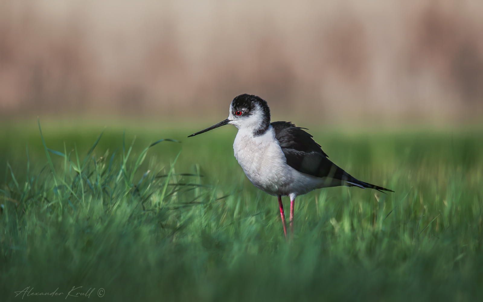 кулик, ходулочник, himantopus himantopus, Круль Александр
