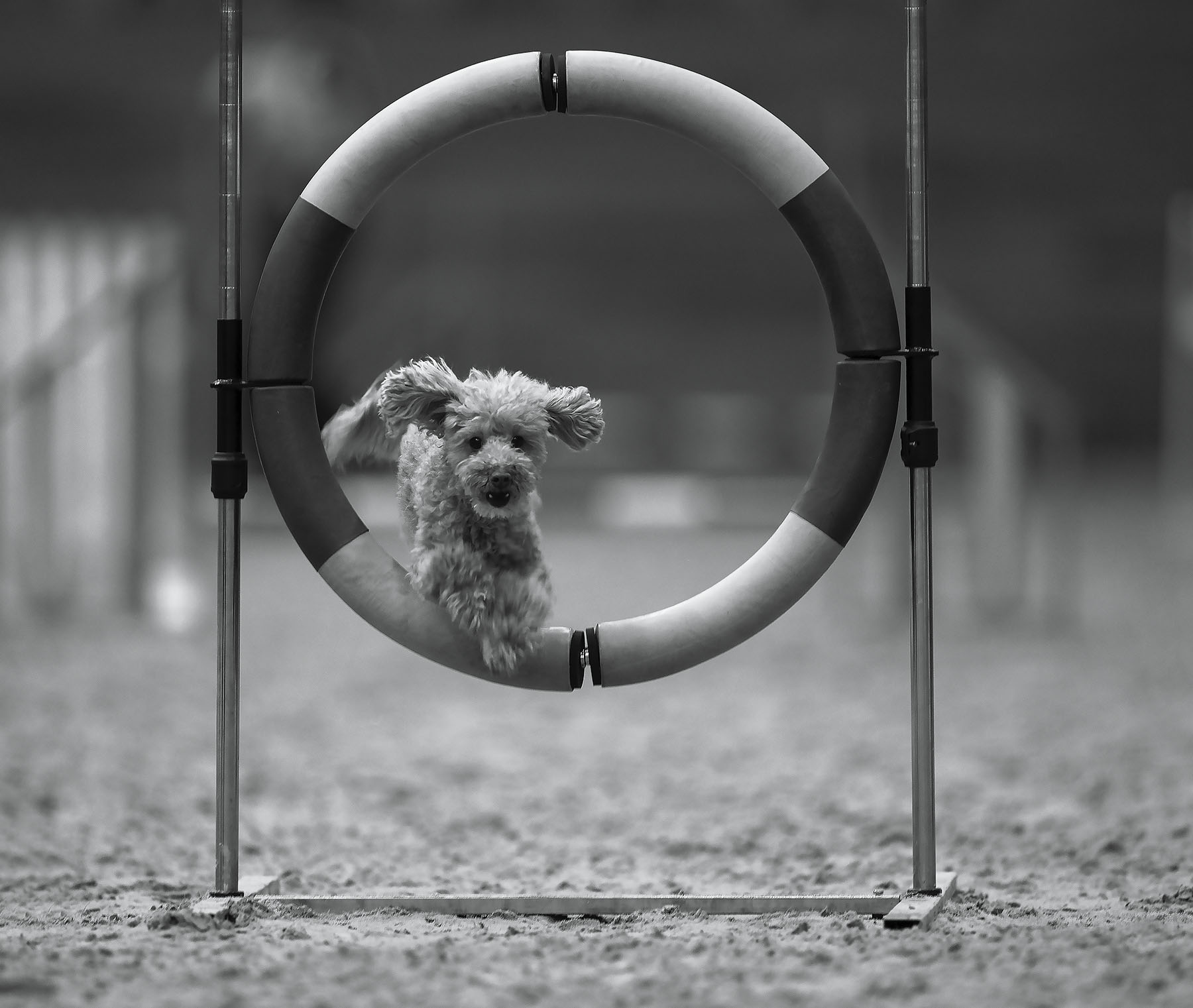 соревнования, собака,прыжок, спорт, dog, competition, jump, sport, Стукалова Юлия