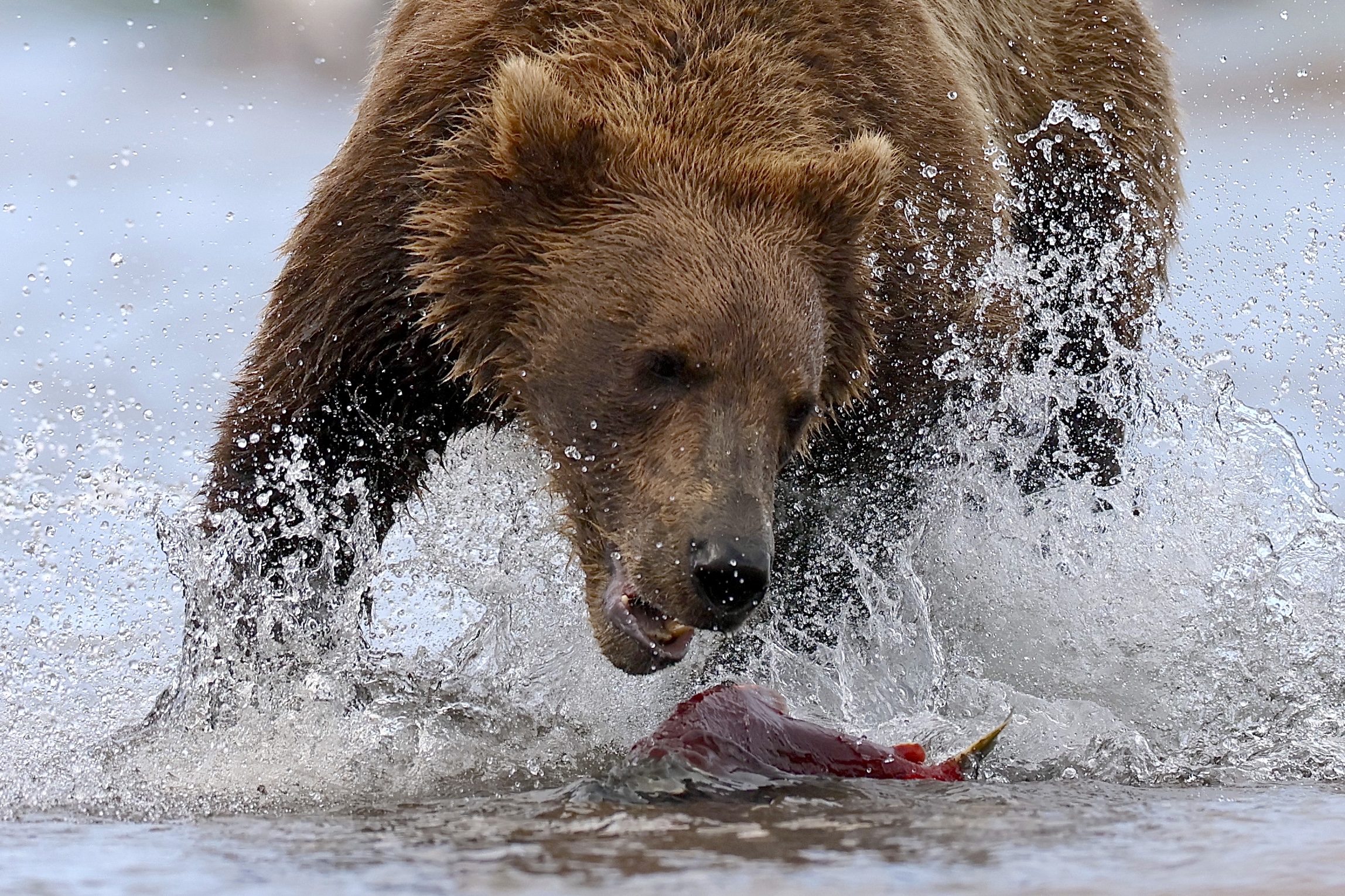 , Голубков Леонид