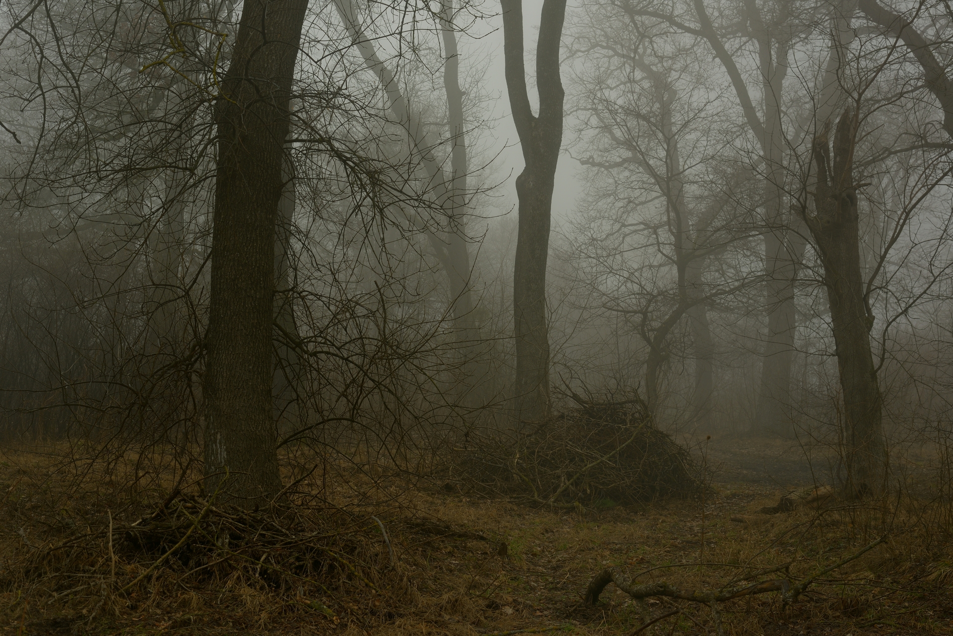 весна туман лес утро, Александр Жарников