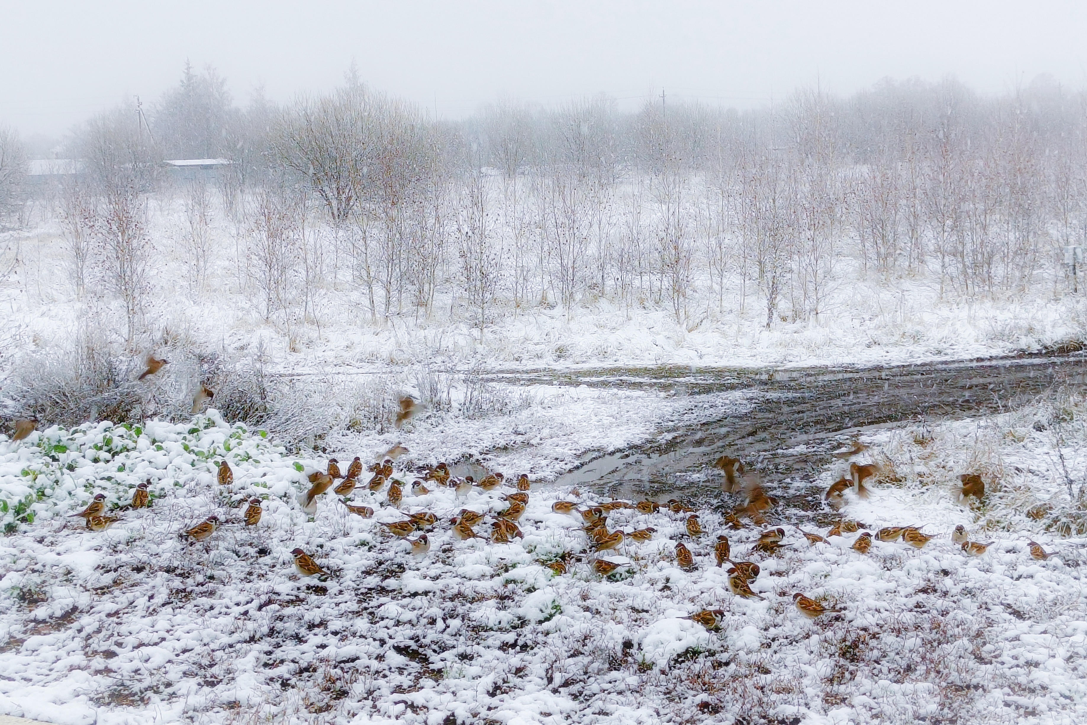 , Кондрашова Светлана