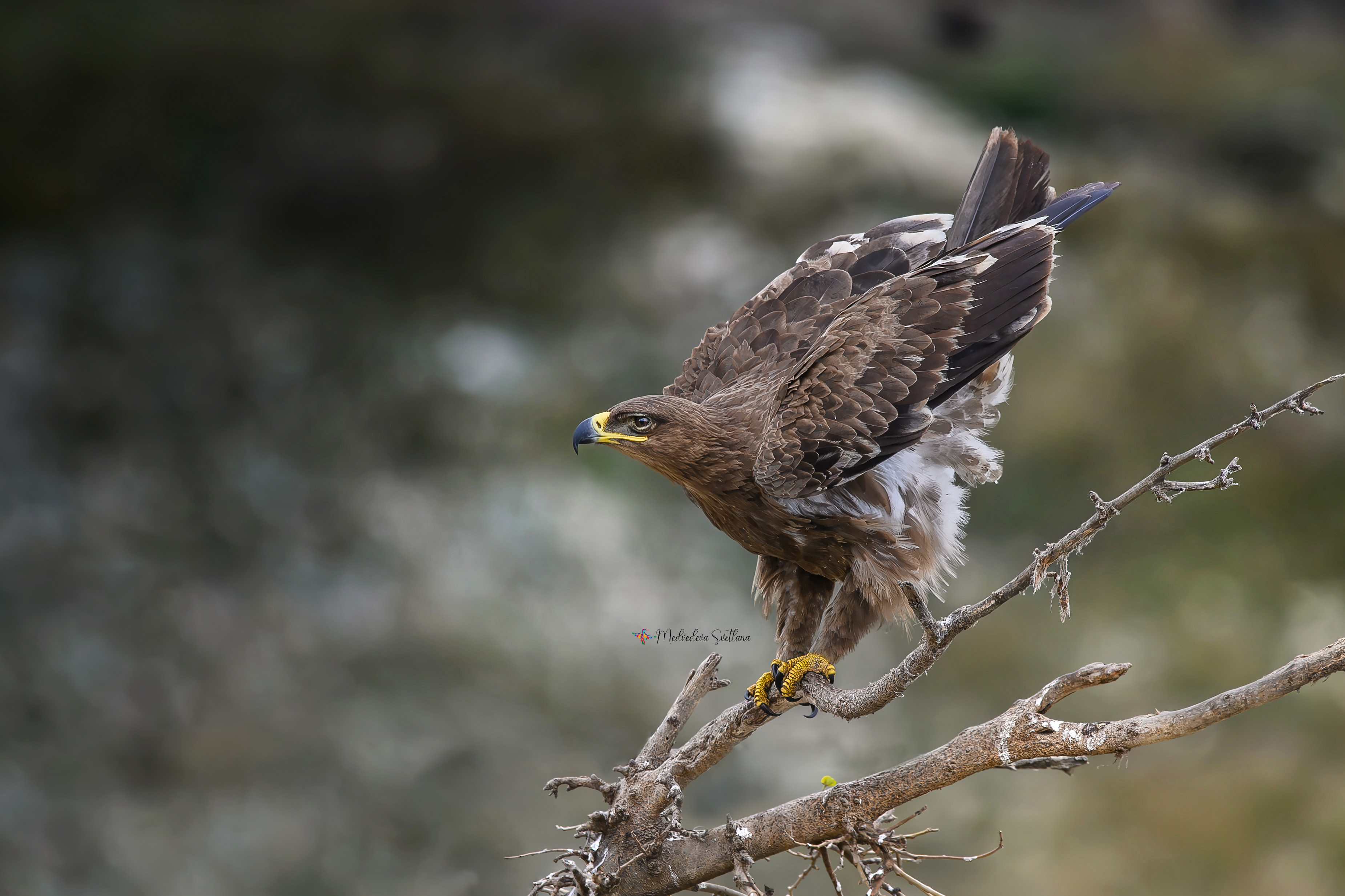 фотоохота, птица, степной орёл, осень, птицы, Медведева Светлана
