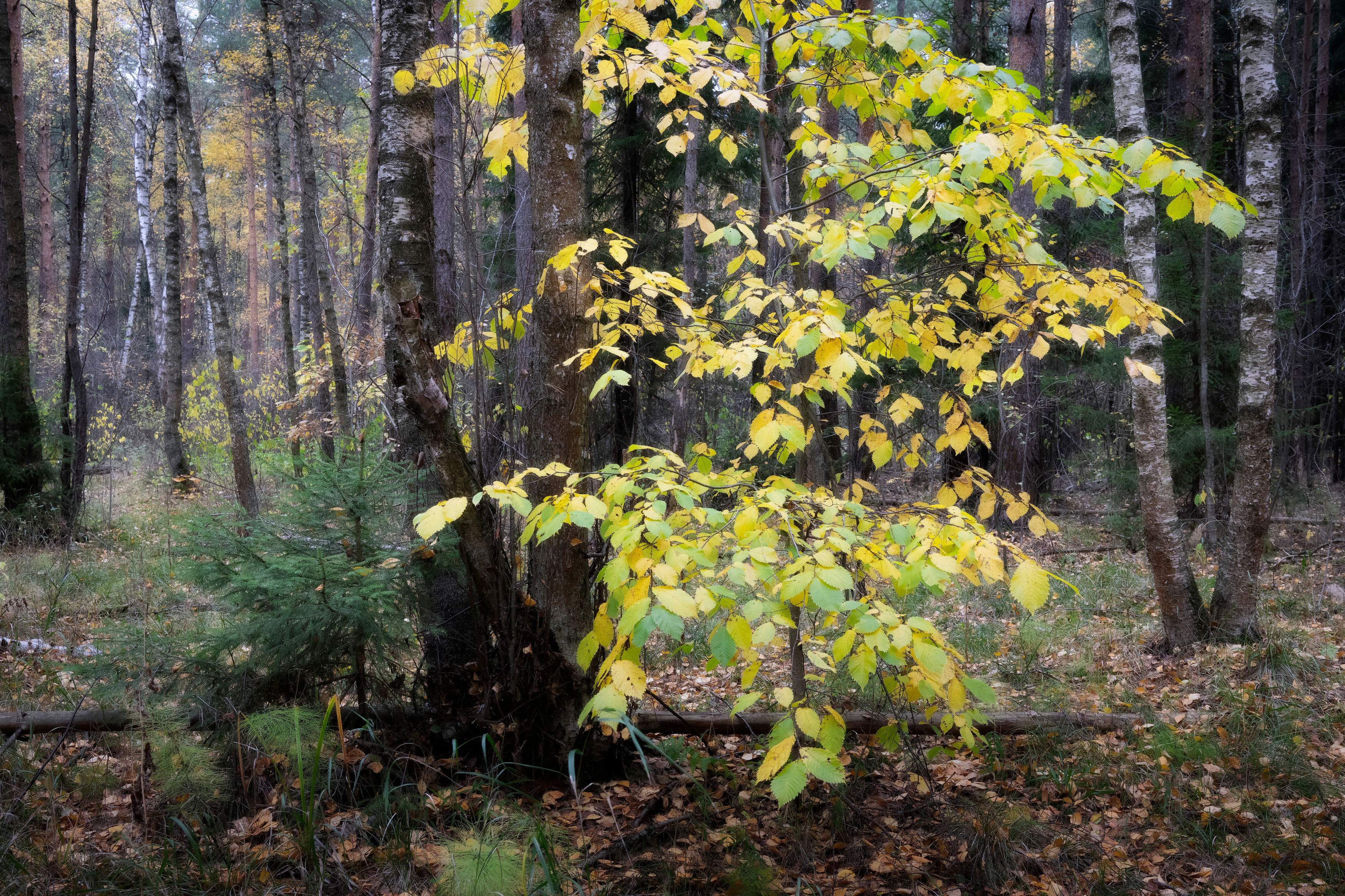 лес, деревья, листва, осень, Валерий Вождаев