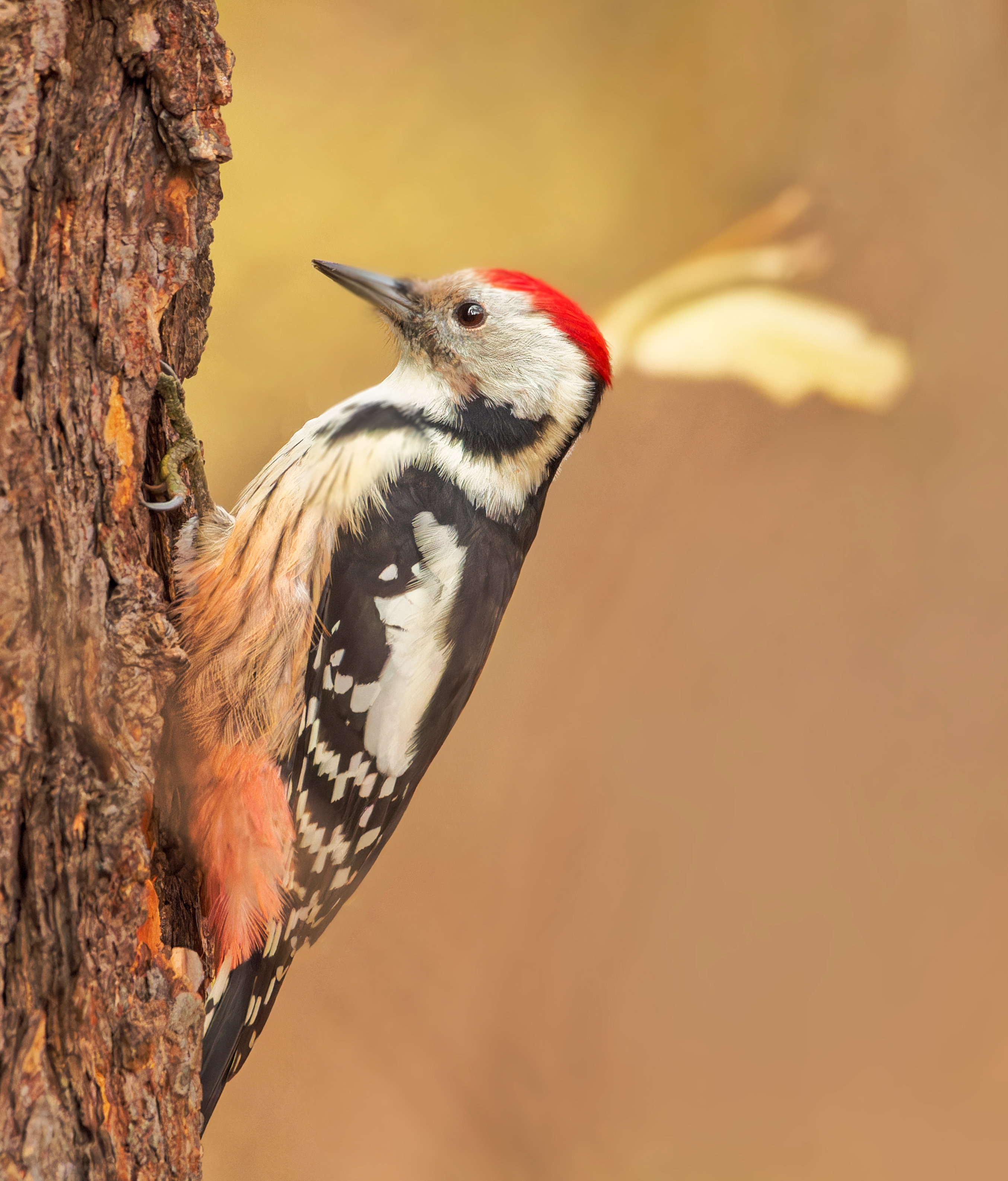 , Фото Александр