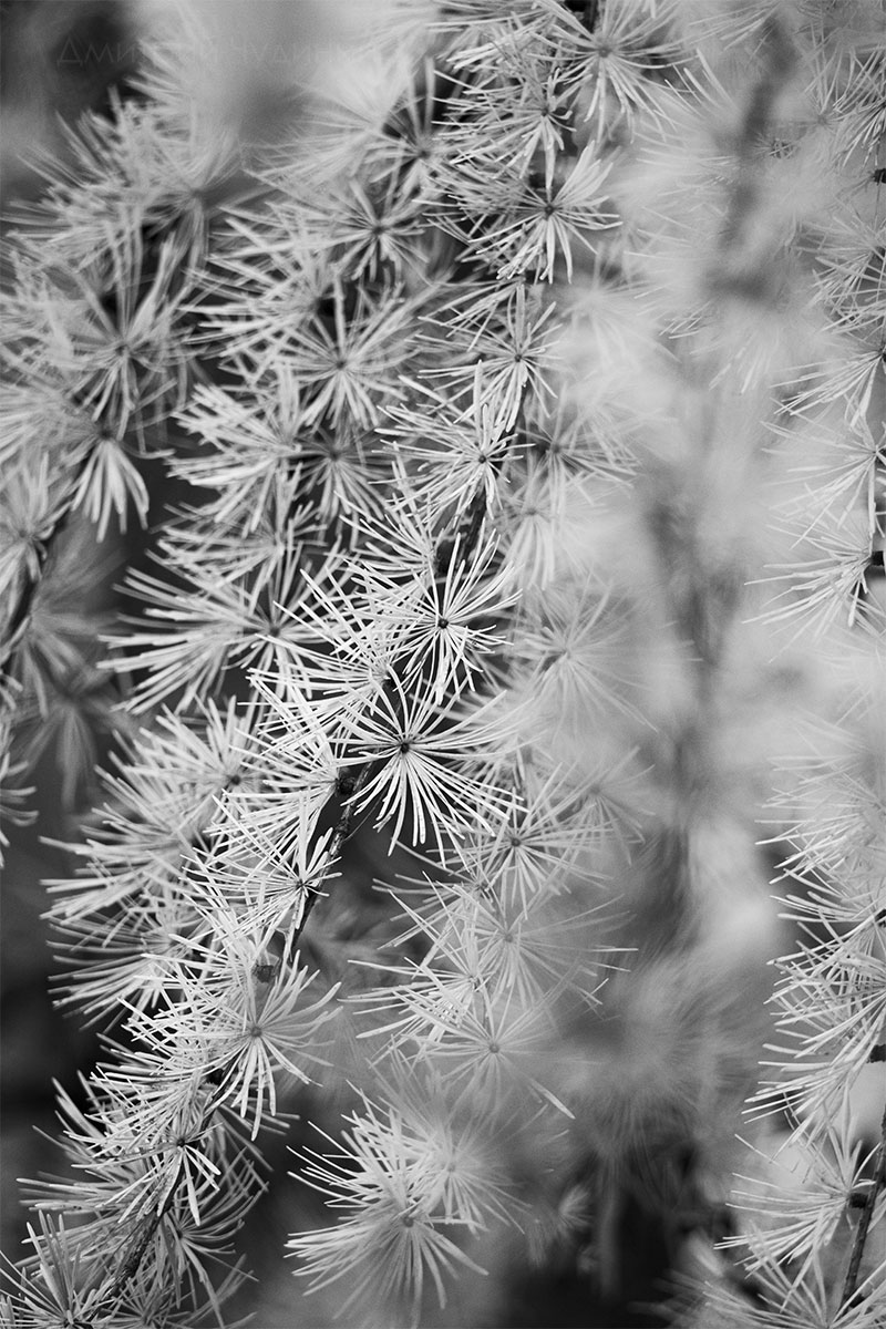 , Чудинин Дмитрий