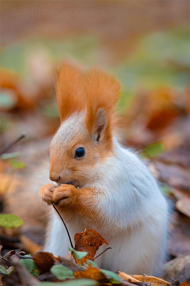 , Чудинин Дмитрий