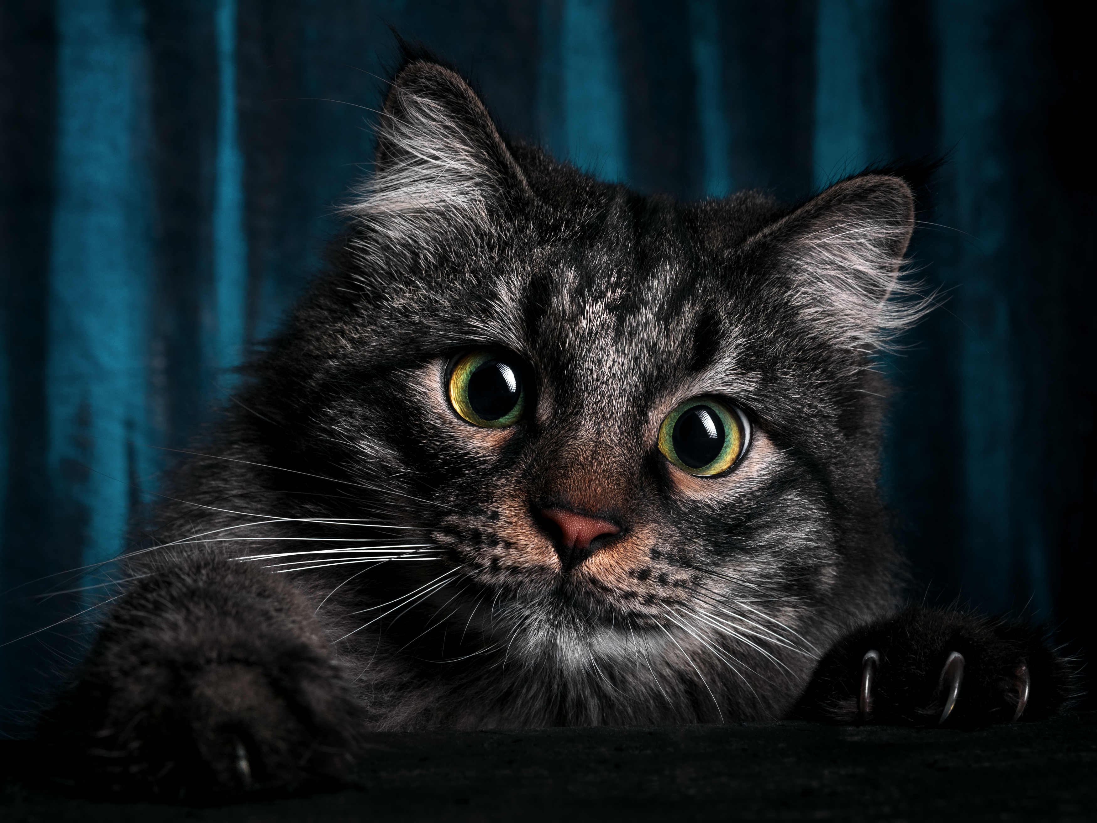 cat portrait, Evgeniy Savikov