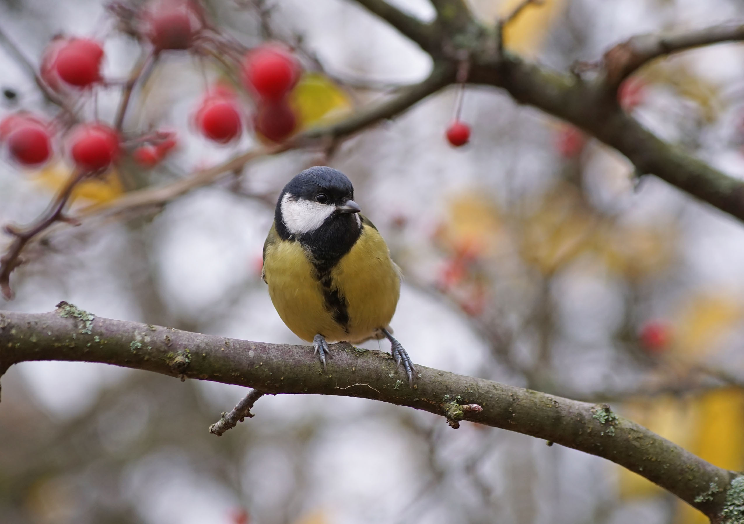 , Чепленко Алексей