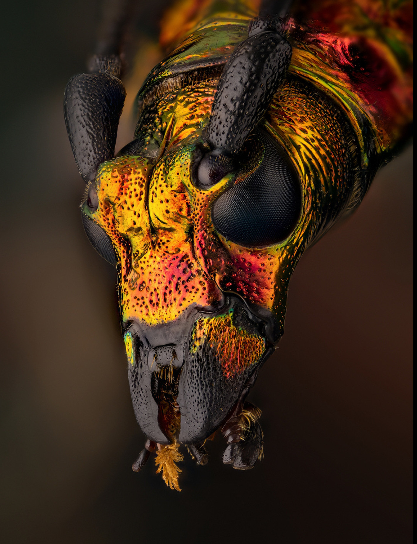 , Kavaliauskas Eugenijus