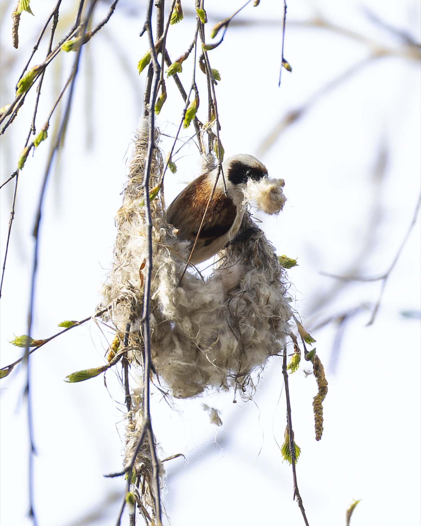 ремез, птицы, Ruslan Pl