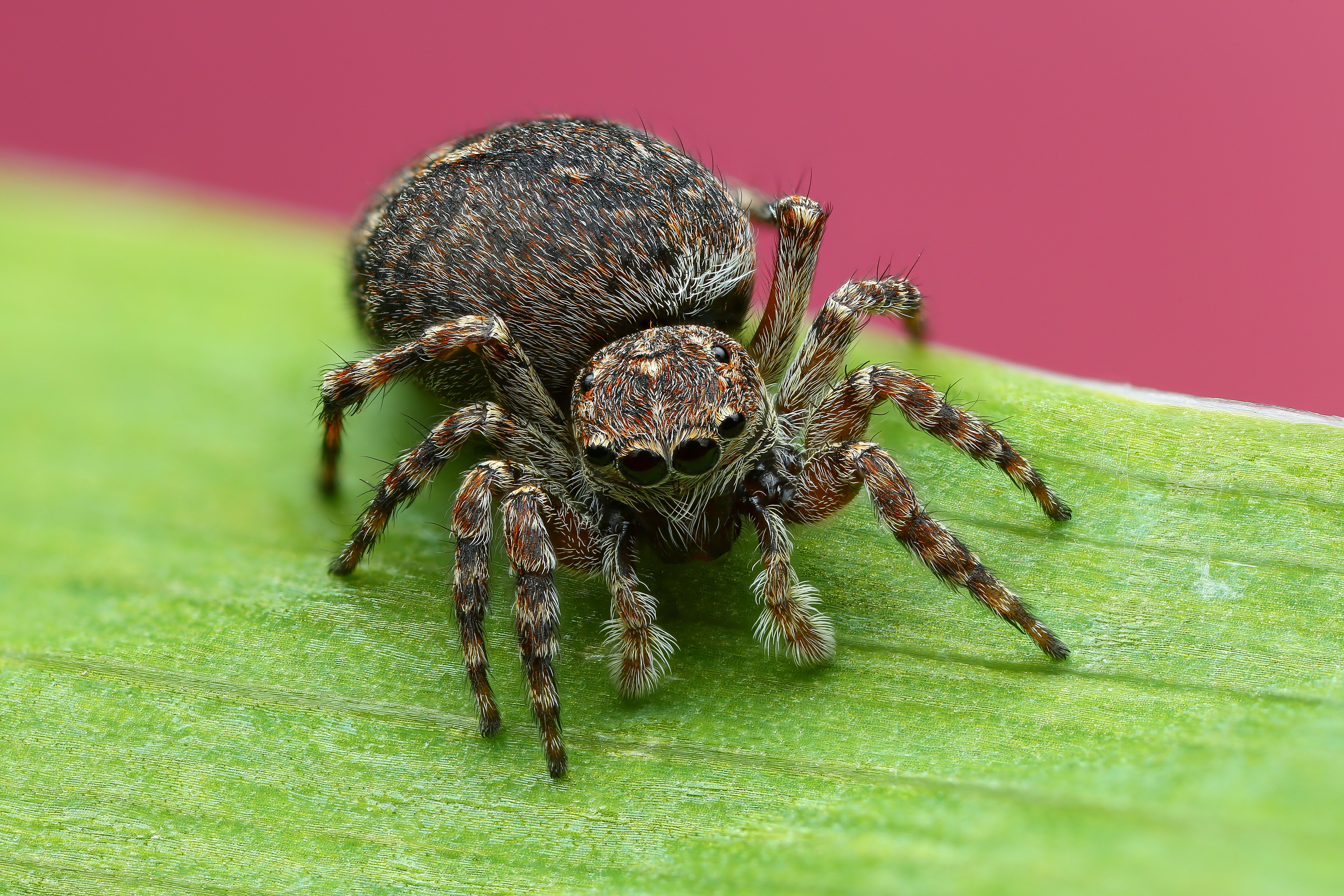 макро, природа, животное, растение, цвет, фото, розовый, паук, трава, Шаповалов Андрей