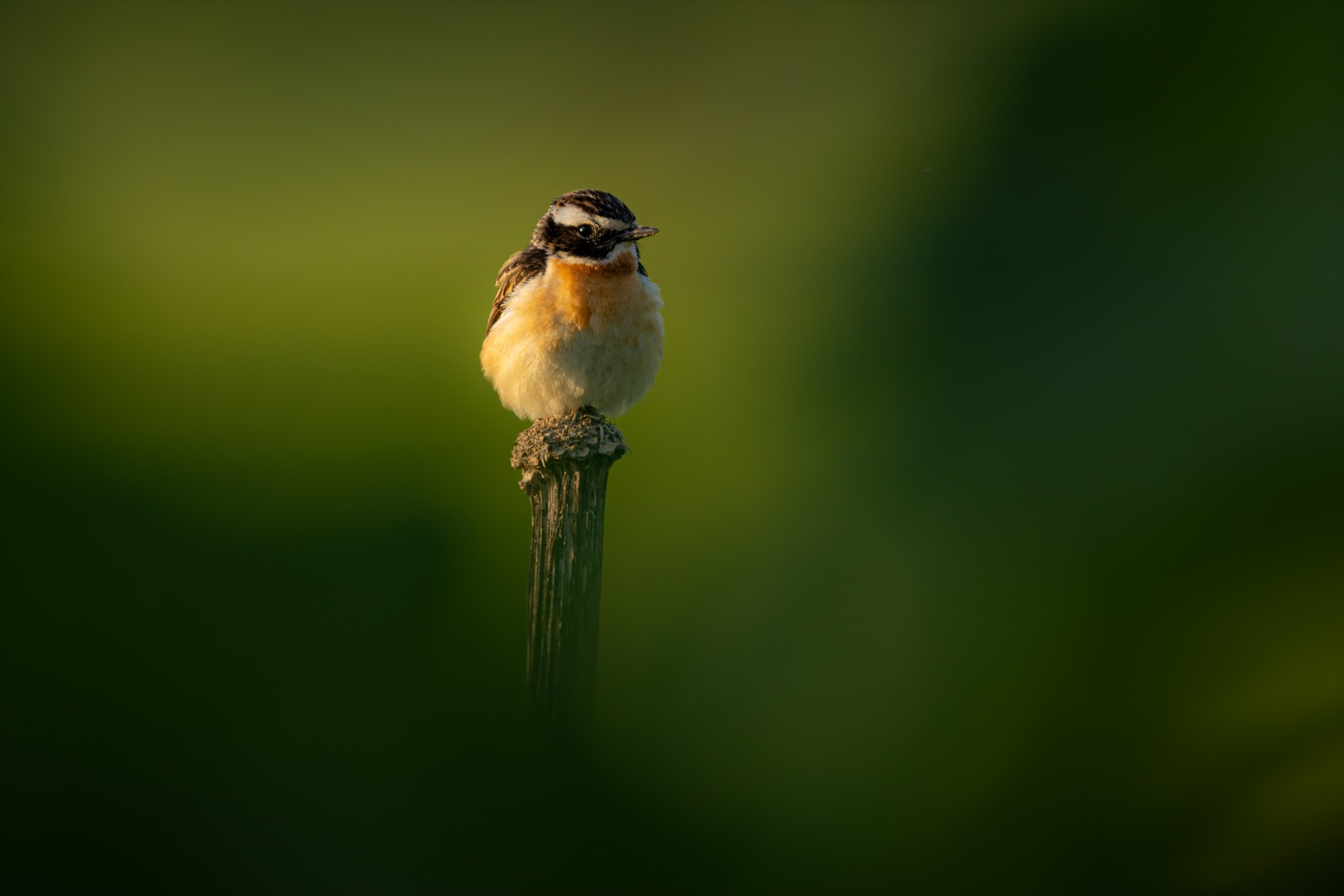 луговой чекан, чекан, птицы, Ruslan Pl