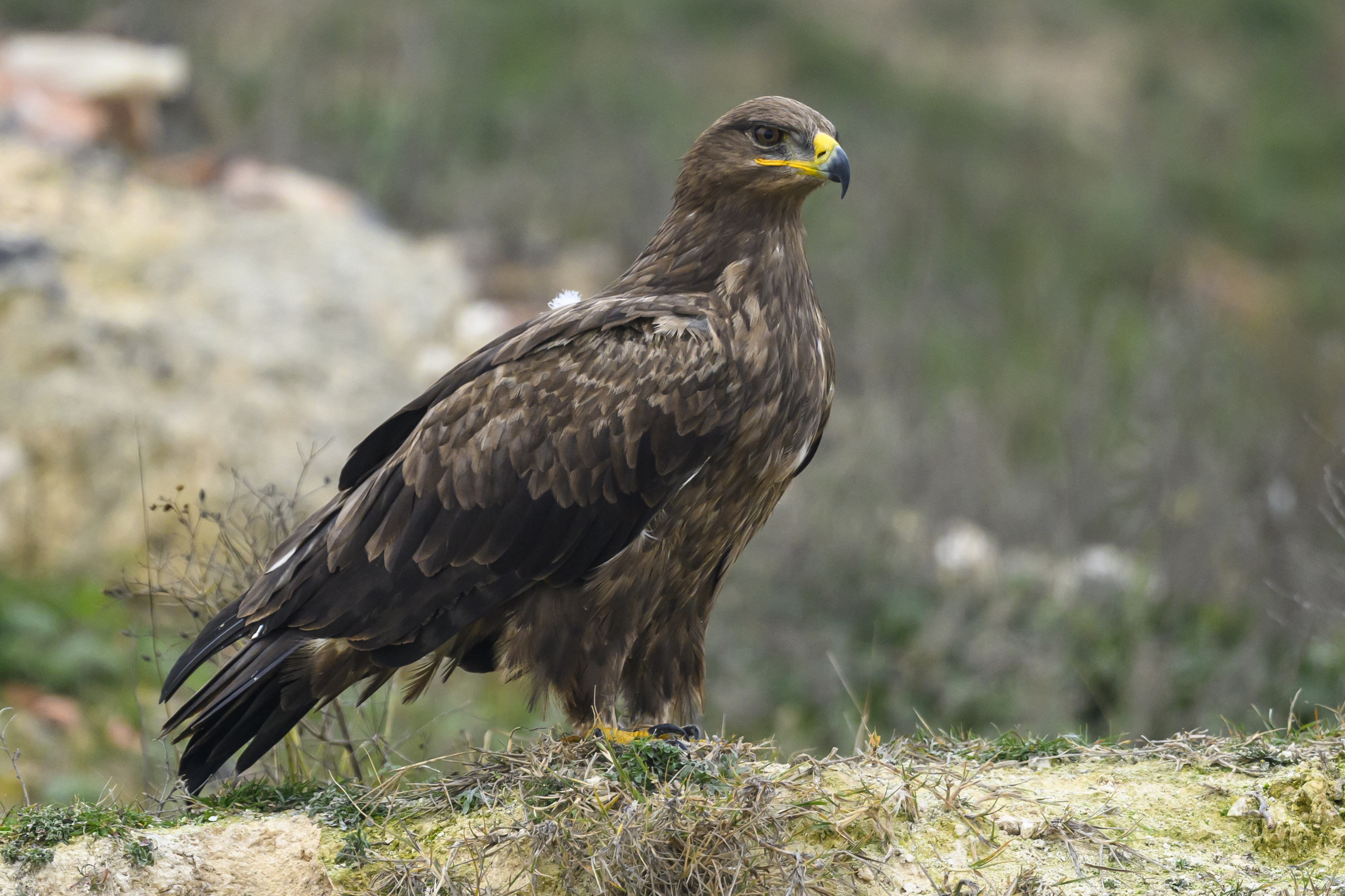 , Пупонин Сергей